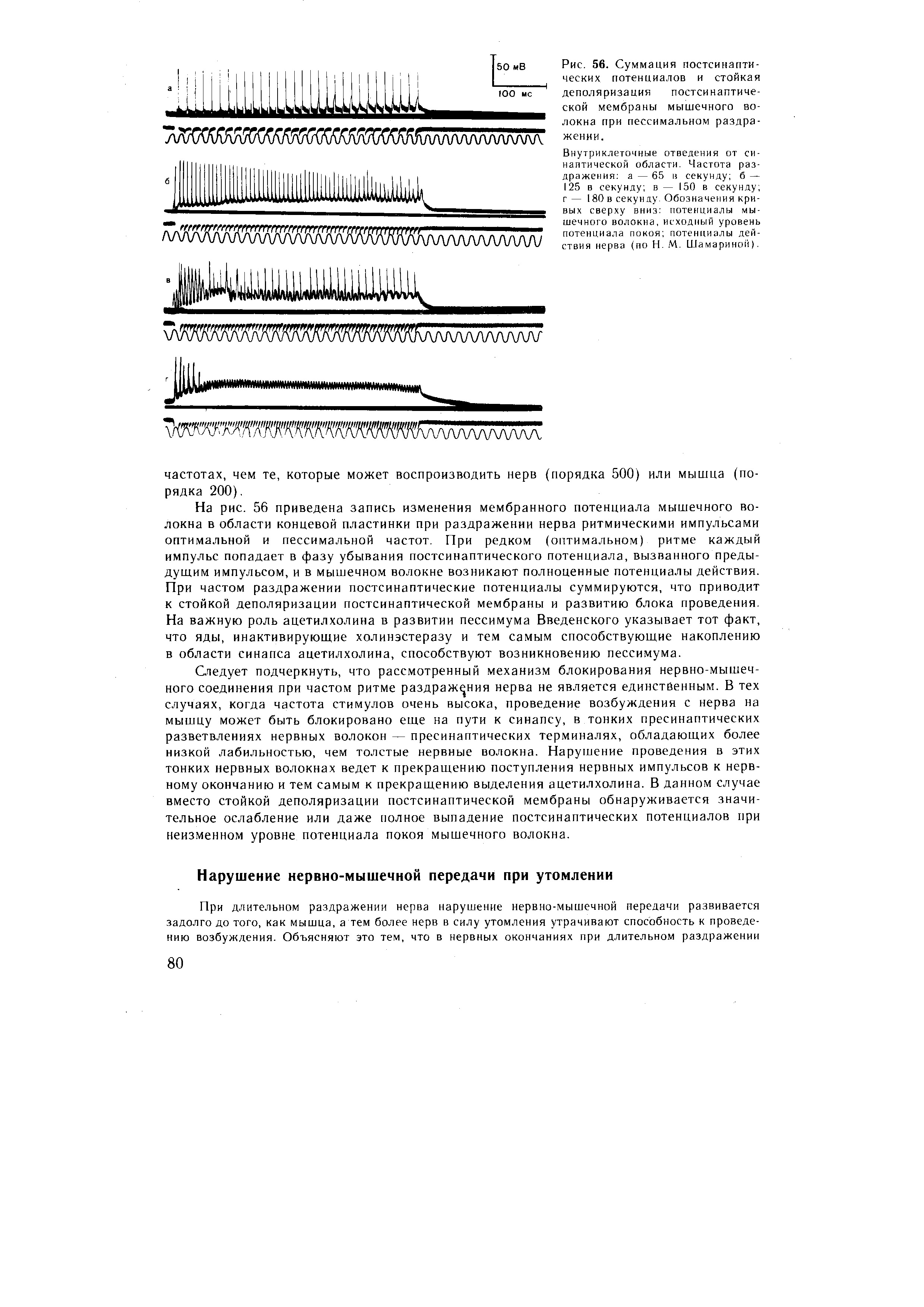 Рис. 56. Суммация постсинаптических потенциалов и стойкая деполяризация постсинаптической мембраны мышечного волокна при пессимальном раздражении.
