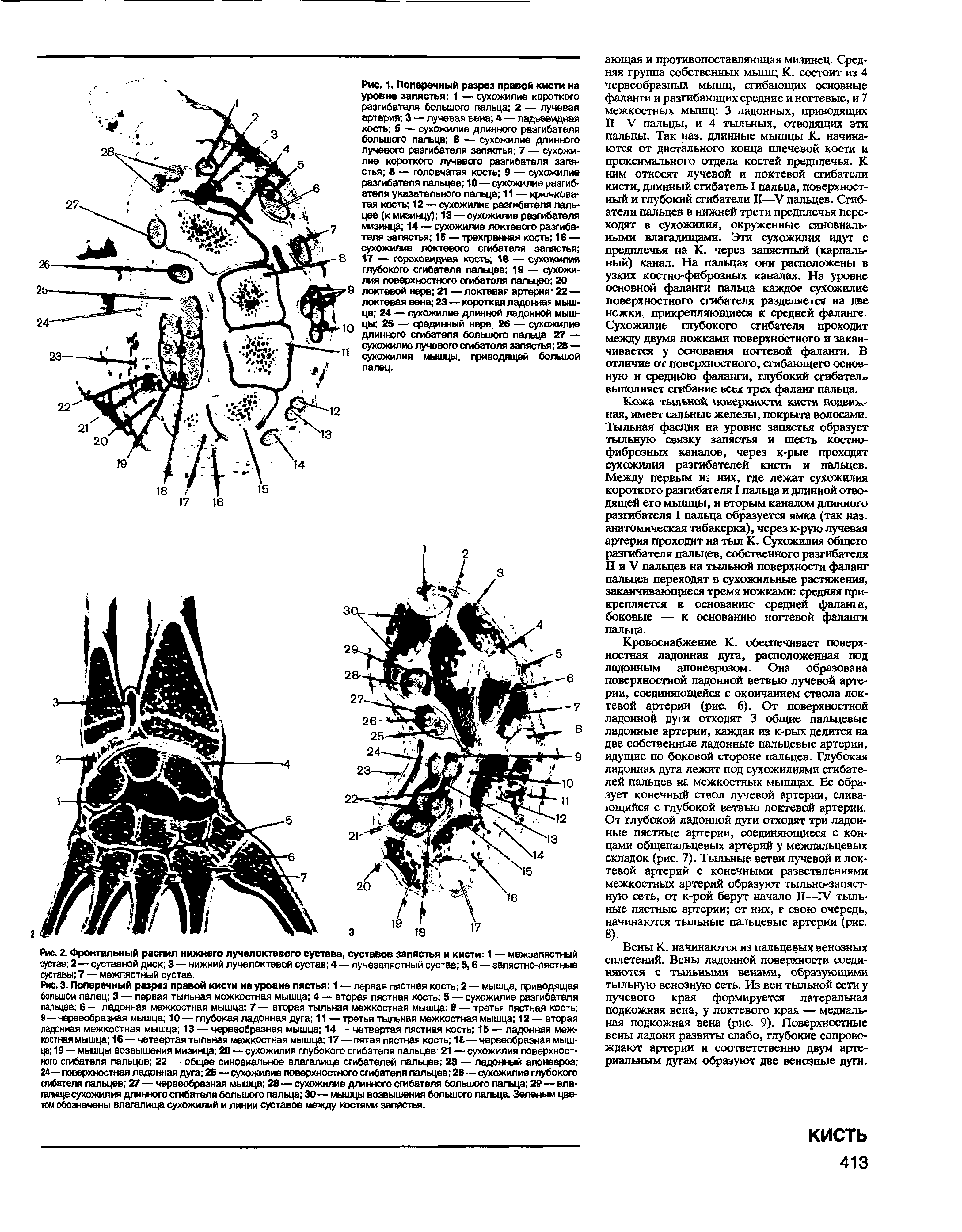 Рис. 2. Фронтальный распил нижнего лучелоктевого сустава, суставов запястья и кисти 1 — межзапястный сустав 2 — суставной диск 3 — нижний лучелоктевой сустав 4 — лучезапястный сустав 5,6 — запястно-пястные суставы 7 — межпястный сустав.