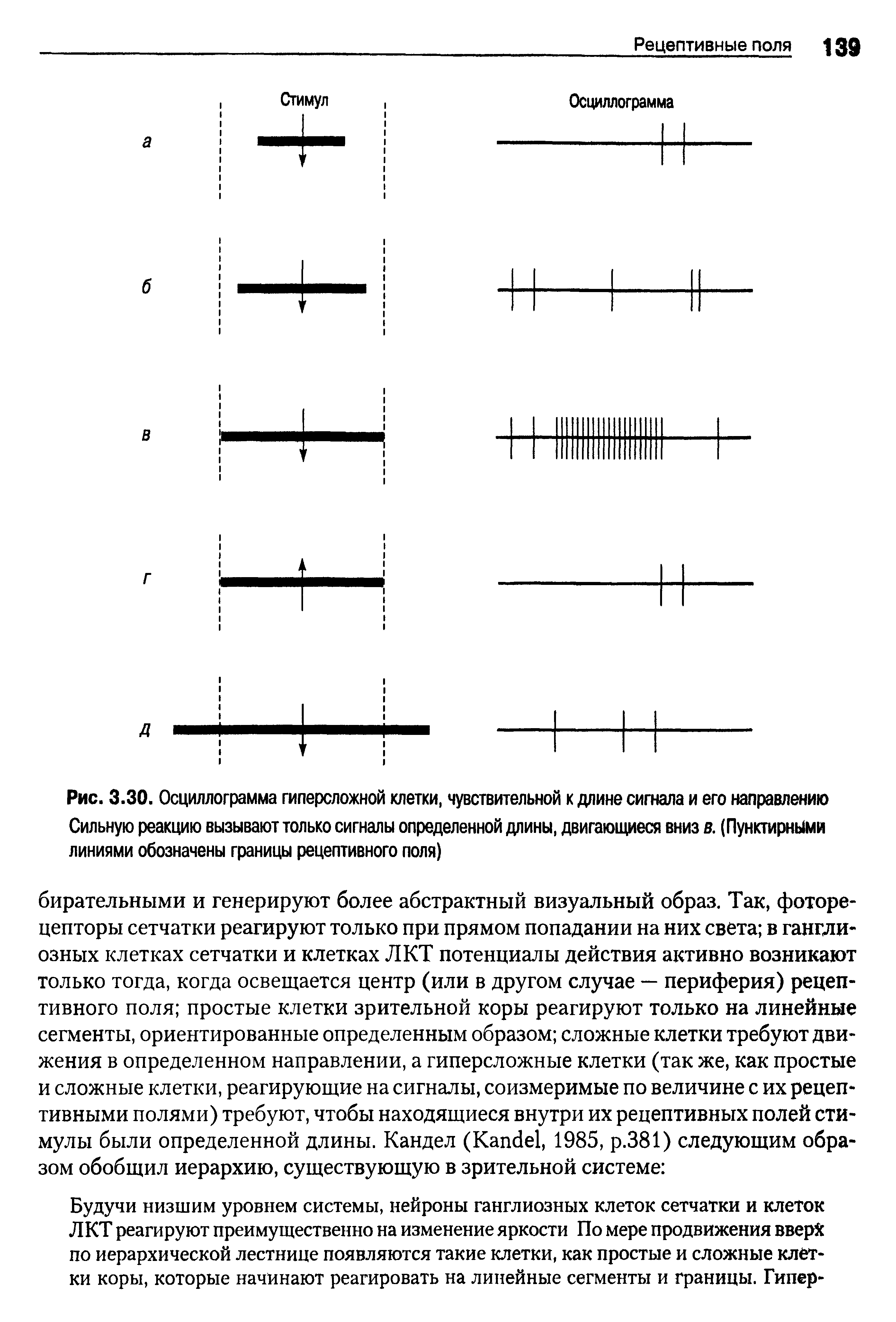 Рис. 3.30. Осциллограмма гиперсложной клетки, чувствительной к длине сигнала и его направлению Сильную реакцию вызывают только сигналы определенной длины, двигающиеся вниз в. (Пунктирными линиями обозначены границы рецептивного поля)...