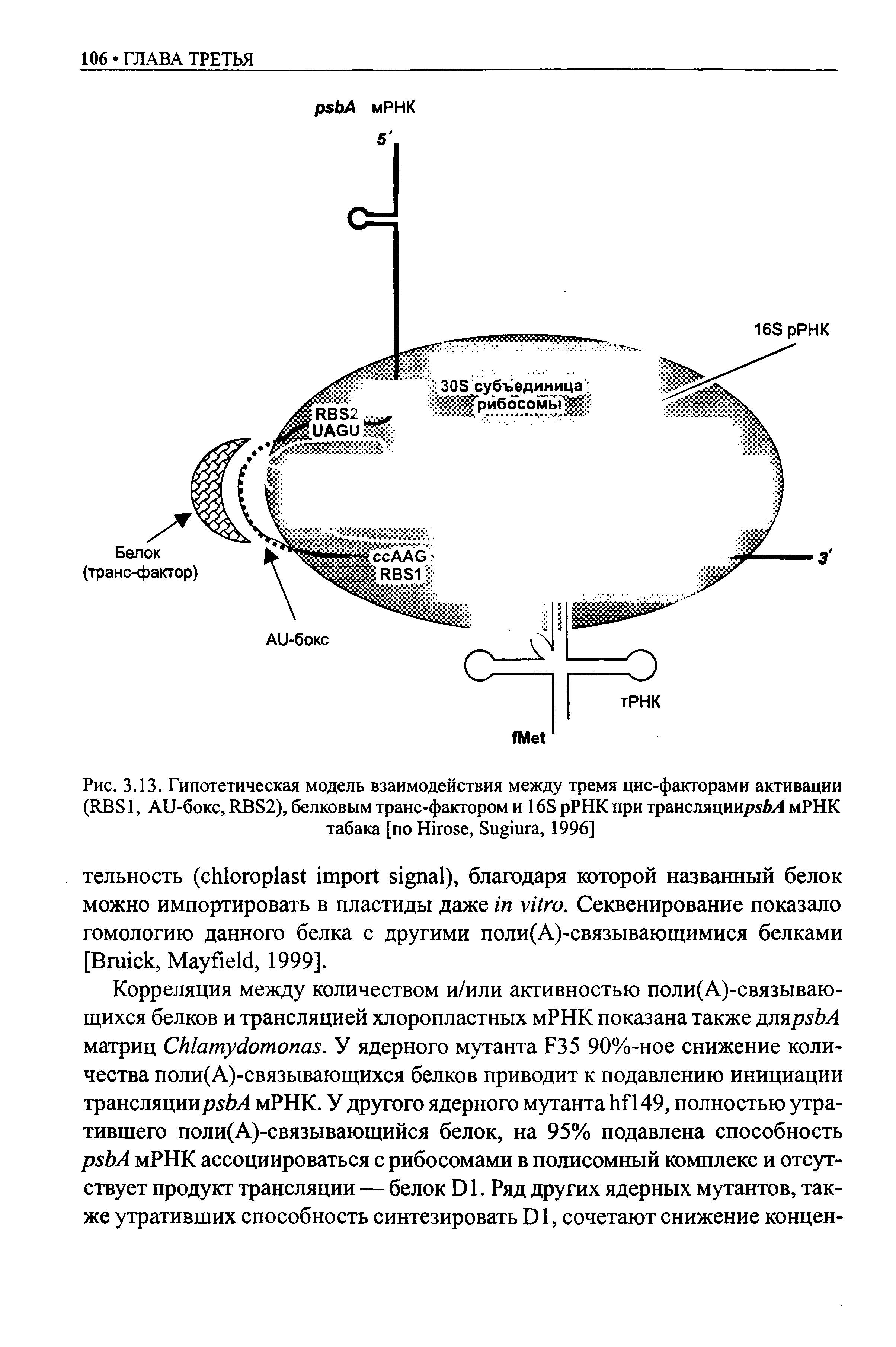 Рис. 3.13. Гипотетическая модель взаимодействия между тремя цис-факторами активации (RBS1, AU-бокс, RBS2), белковым транс-фактором и 16S рРНК при трансляции/ / / мРНК табака [по H , S , 1996]...