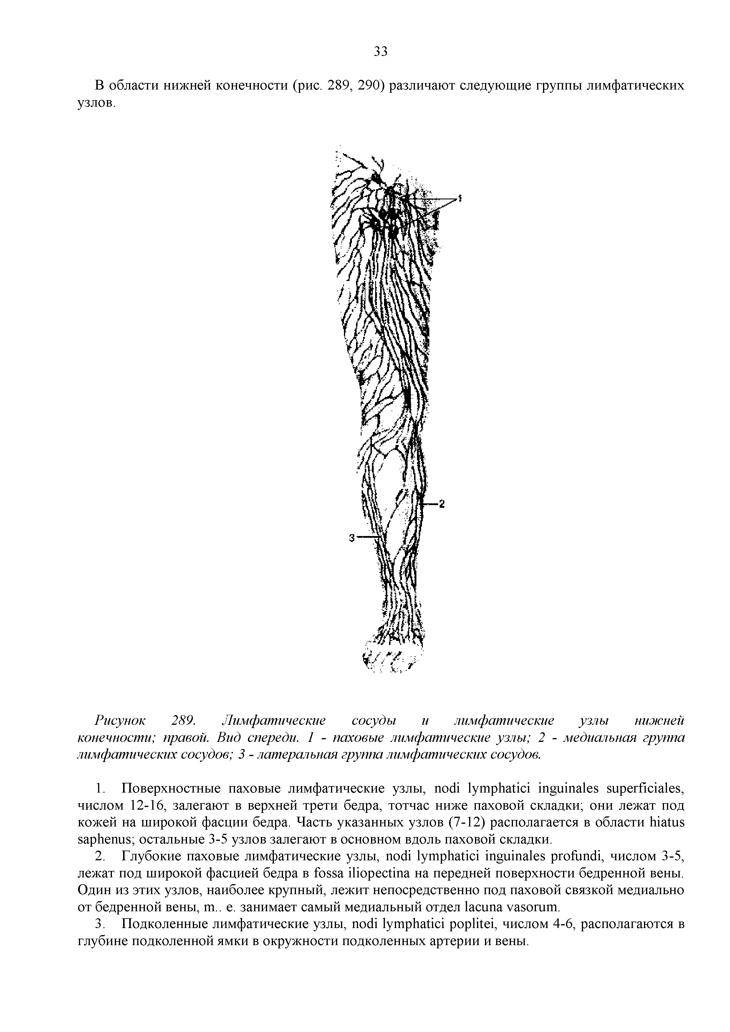 Рисунок 289. Лимфатические сосуды и лимфатические узлы нижней конечности правой. Вид спереди. 1 - паховые лимфатические узлы 2 - медиальная группа лимфатических сосудов 3 - латеральная группа лимфатических сосудов.