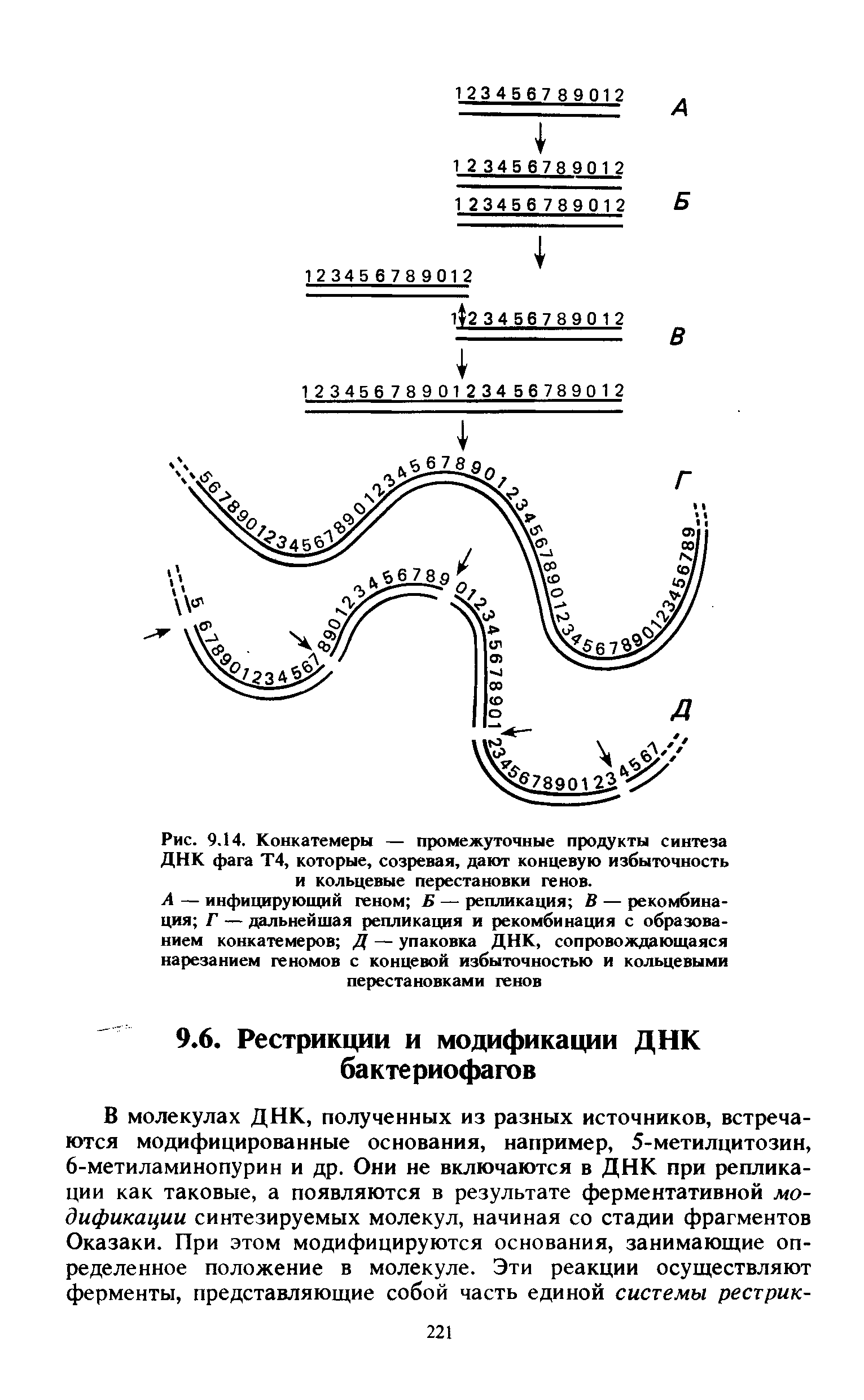 Рис. 9.14. Конкатемеры — промежуточные продукты синтеза ДНК фага Т4, которые, созревая, дают концевую избыточность и кольцевые перестановки генов.