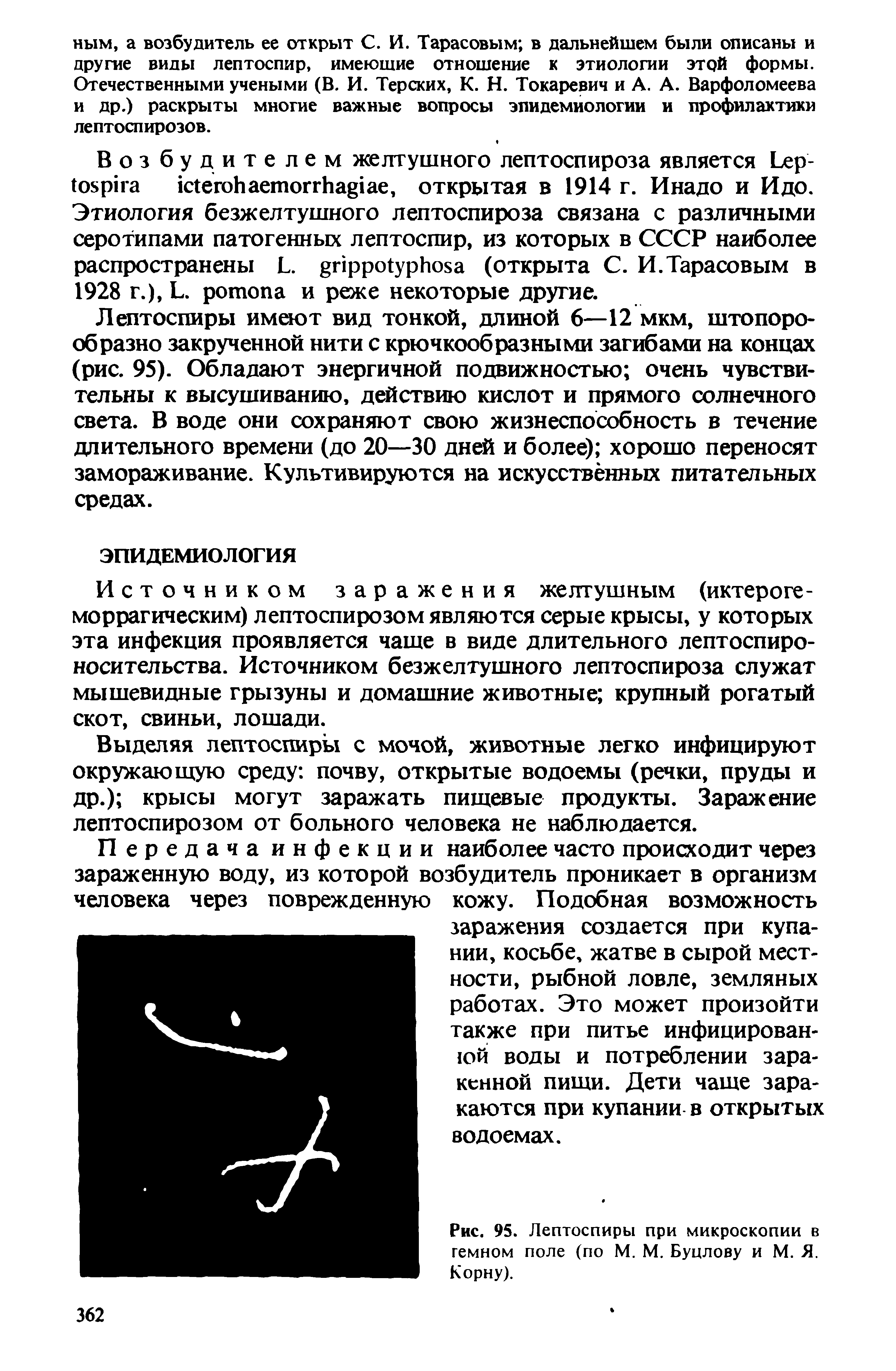 Рис. 95. Лептоспиры при микроскопии в темном поле (по М. М. Буцлову и М. Я. Корну).