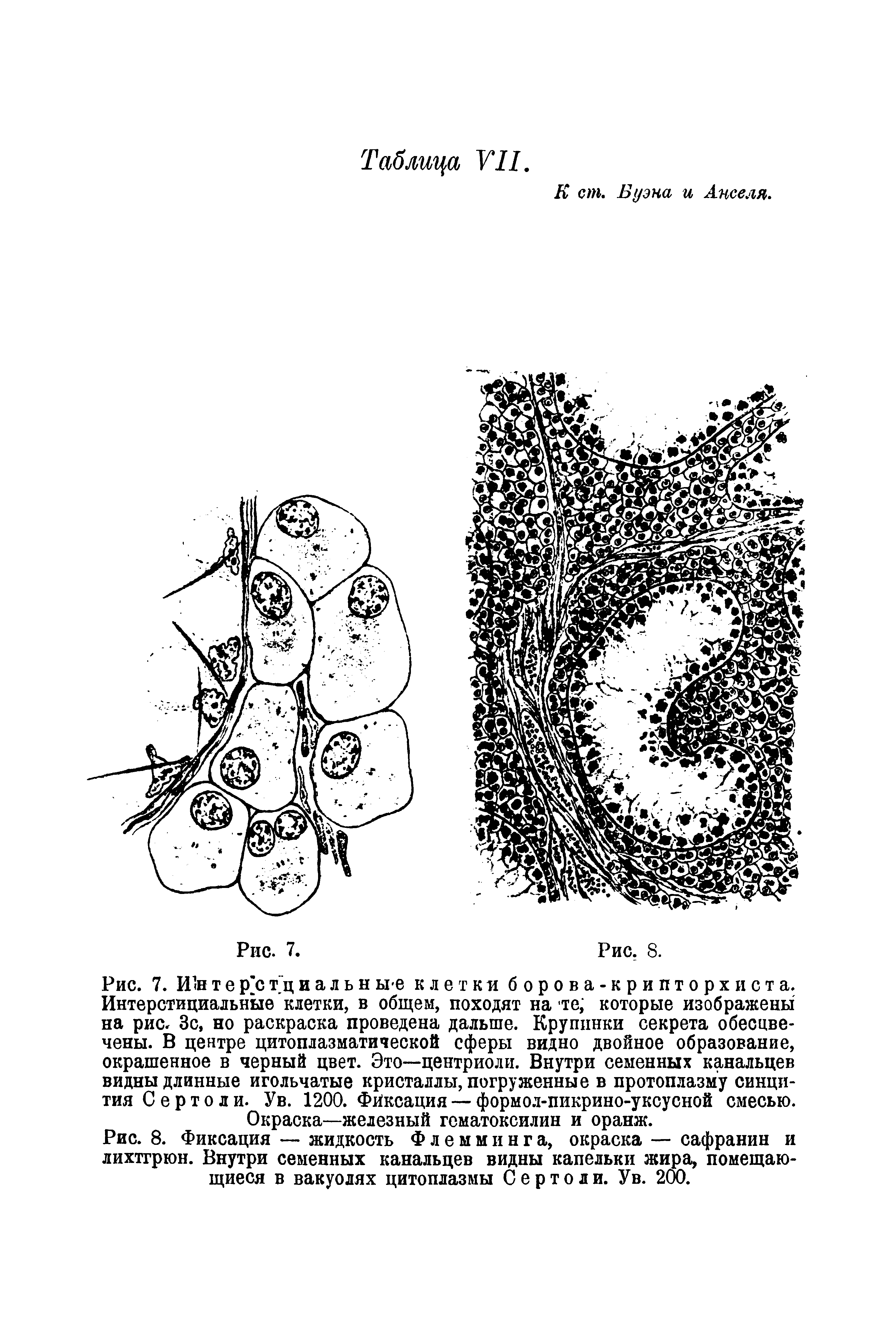 Рис. 8. Фиксация — жидкость Флемминга, окраска — сафранин и лихтгрюн. Внутри семенных канальцев видны капельки жира, помещающиеся в вакуолях цитоплазмы Сертоли. У в. 200.