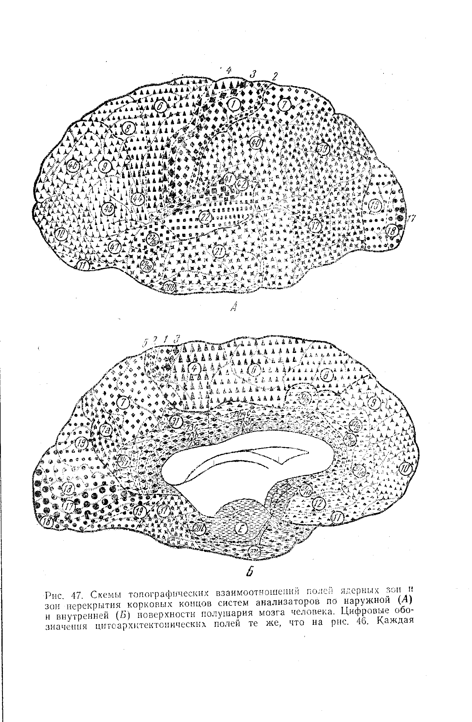 Рис. 47. Схемы топографических взаимоотношений полей ядерных зон н зон перекрытия корковых концов систем анализаторов по наружной И) и внутренней (Б) поверхности полушария мозга человека. Цифровые обозначения цитсархнтектоннческих полей те же, что на рис. 46. Каждая...
