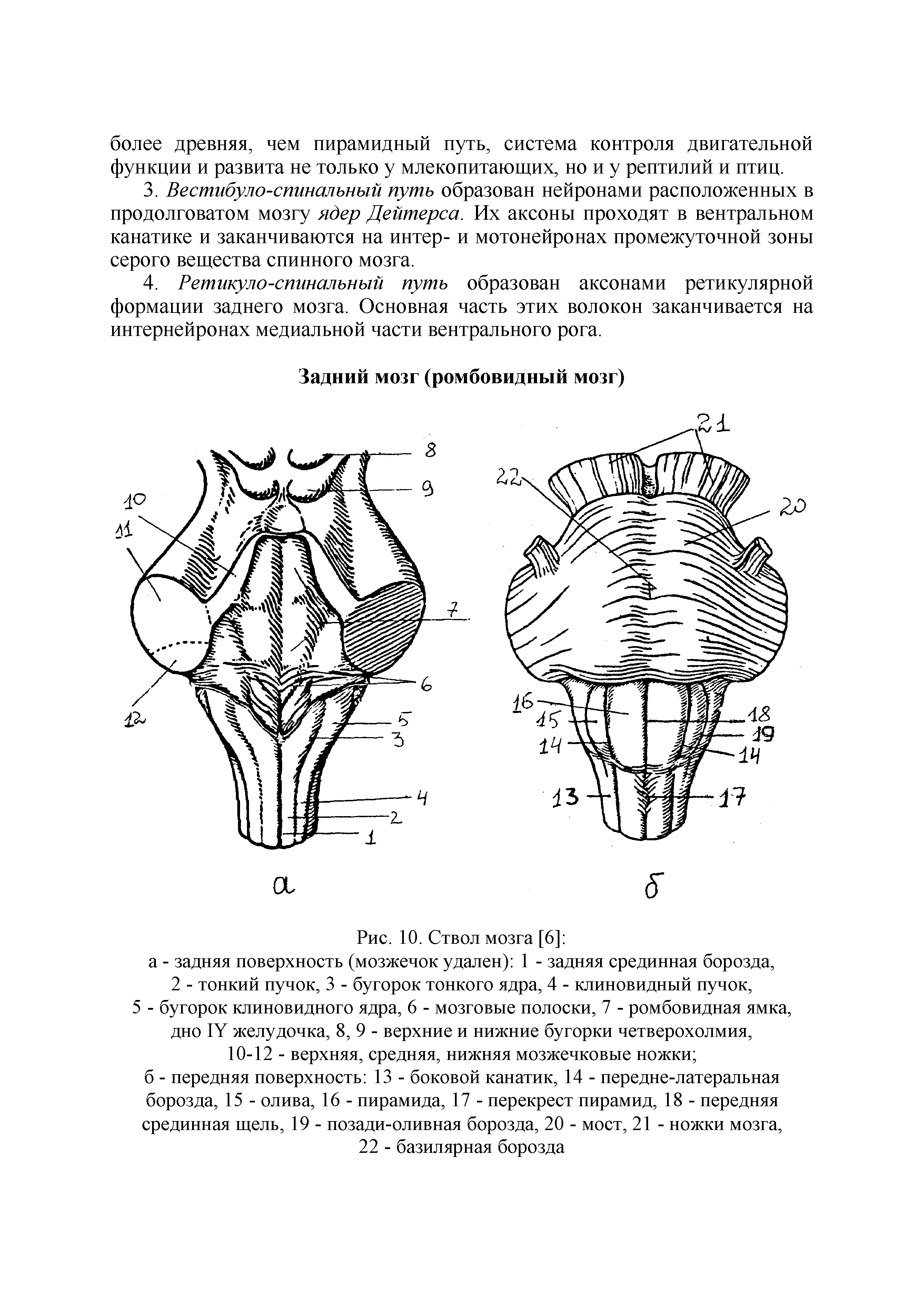 Рис. 10. Ствол мозга [6] а - задняя поверхность (мозжечок удален) 1 - задняя срединная борозда, 2 - тонкий пучок, 3 - бугорок тонкого ядра, 4 - клиновидный пучок, 5 - бугорок клиновидного ядра, 6 - мозговые полоски, 7 - ромбовидная ямка, дно 1У желудочка, 8, 9 - верхние и нижние бугорки четверохолмия, 10-12 - верхняя, средняя, нижняя мозжечковые ножки ...