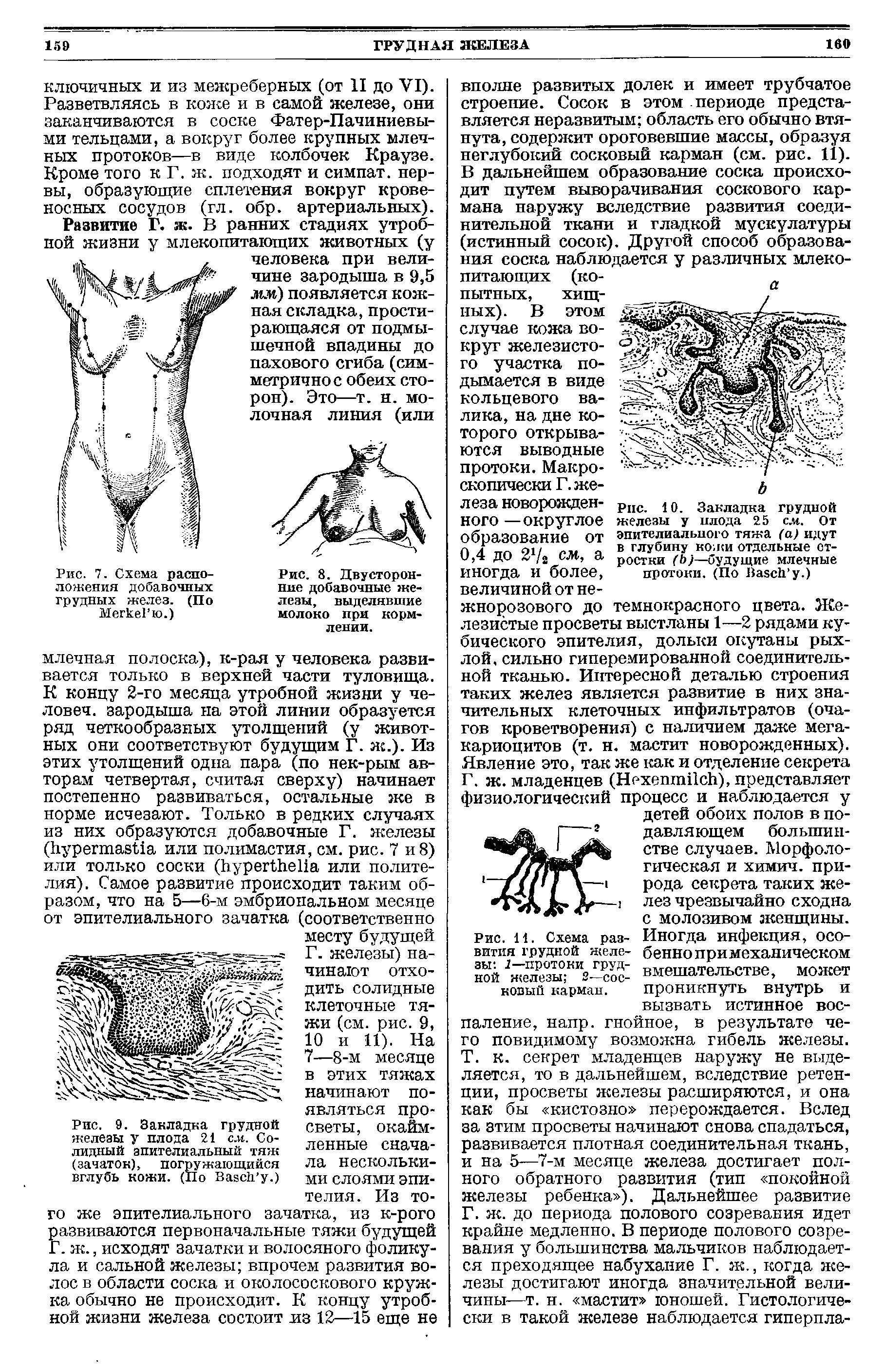 Рис. 9. Закладка грудной железы у плода 21 с.и. Солидный эпителиальный тяж (зачаток), погружающийся вглубь кожи. (По Ваэсй у.)...