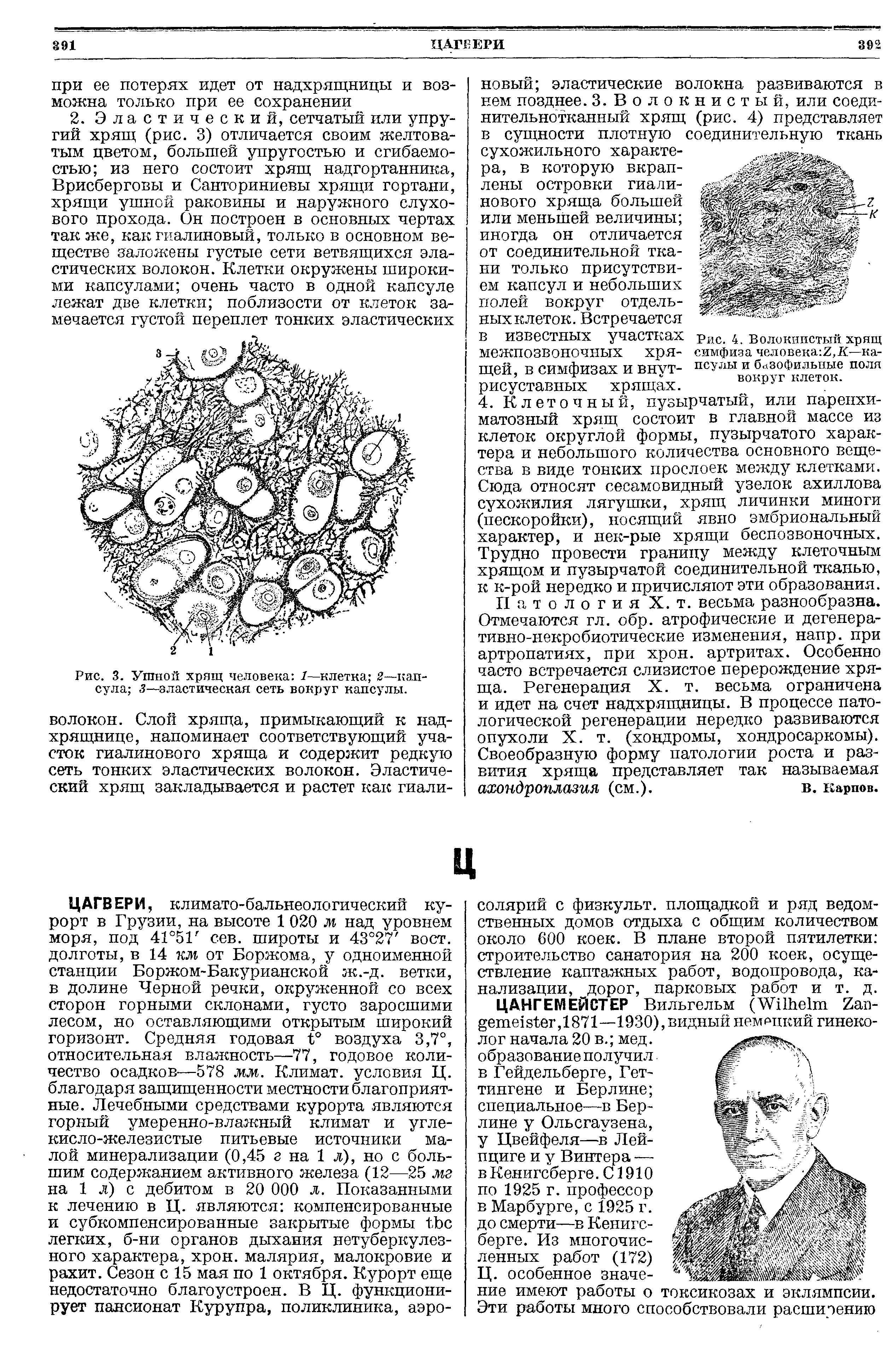 Рис. 3. Ушной хрящ человека /—клетка 2 капсула 3—эластическая сеть вокруг капсулы.