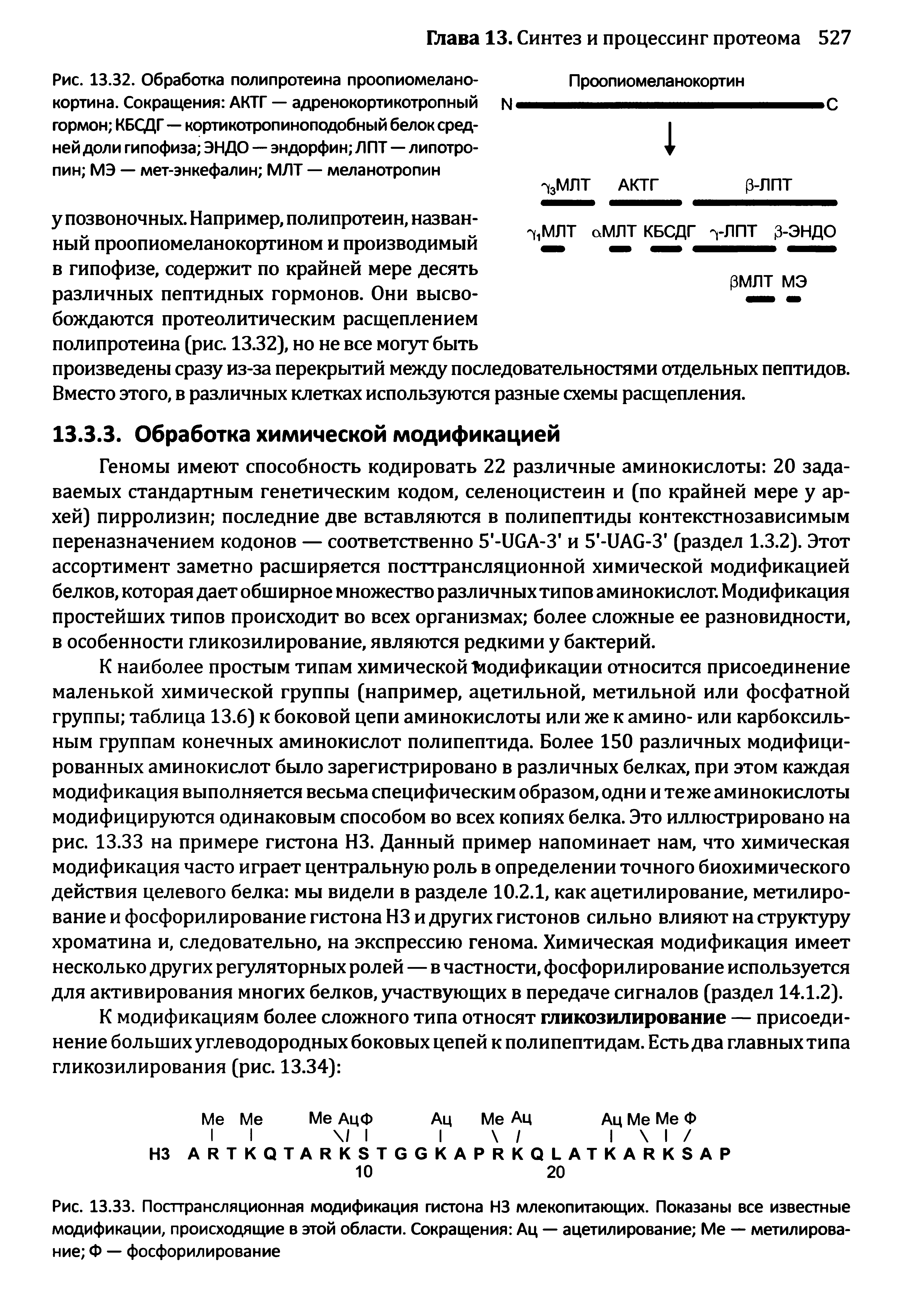 Рис. 13.33. Посттрансляционная модификация гистона НЗ млекопитающих. Показаны все известные модификации, происходящие в этой области. Сокращения Ац — ацетилирование Ме — метилирование Ф — фосфорилирование...