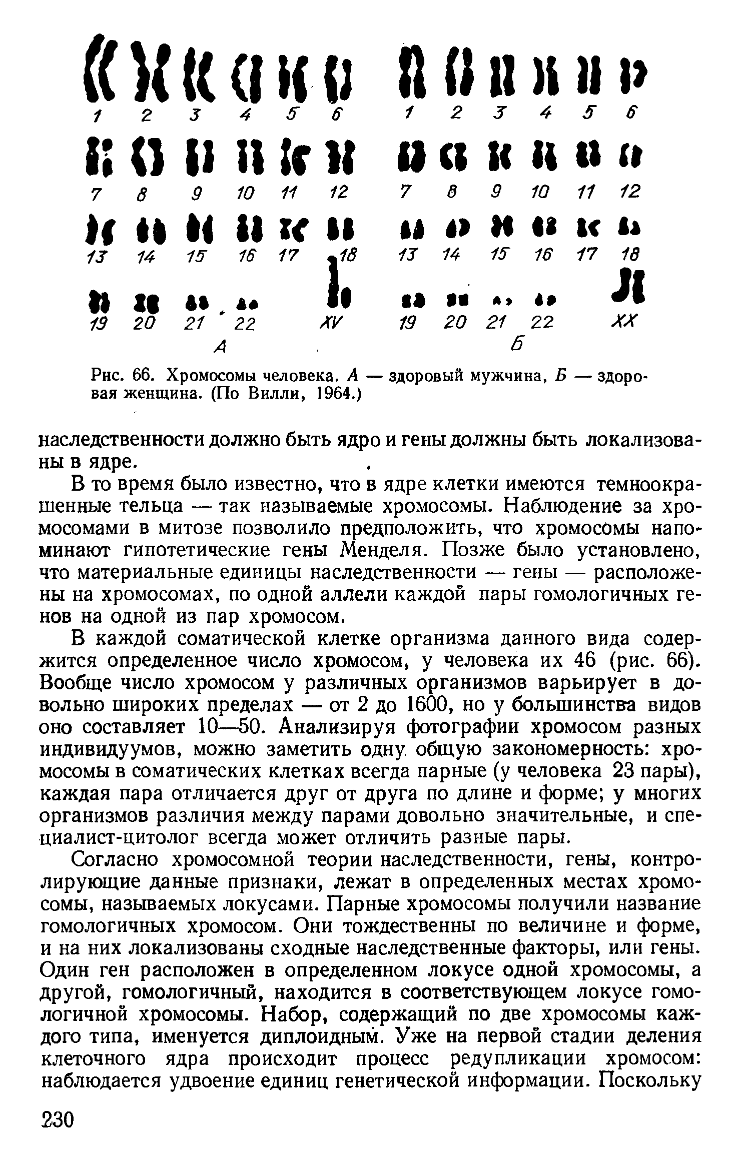 Рис. 66. Хромосомы человека. А — здоровый мужчина, Б — здоровая женщина. (По Вилли, 1964.)...