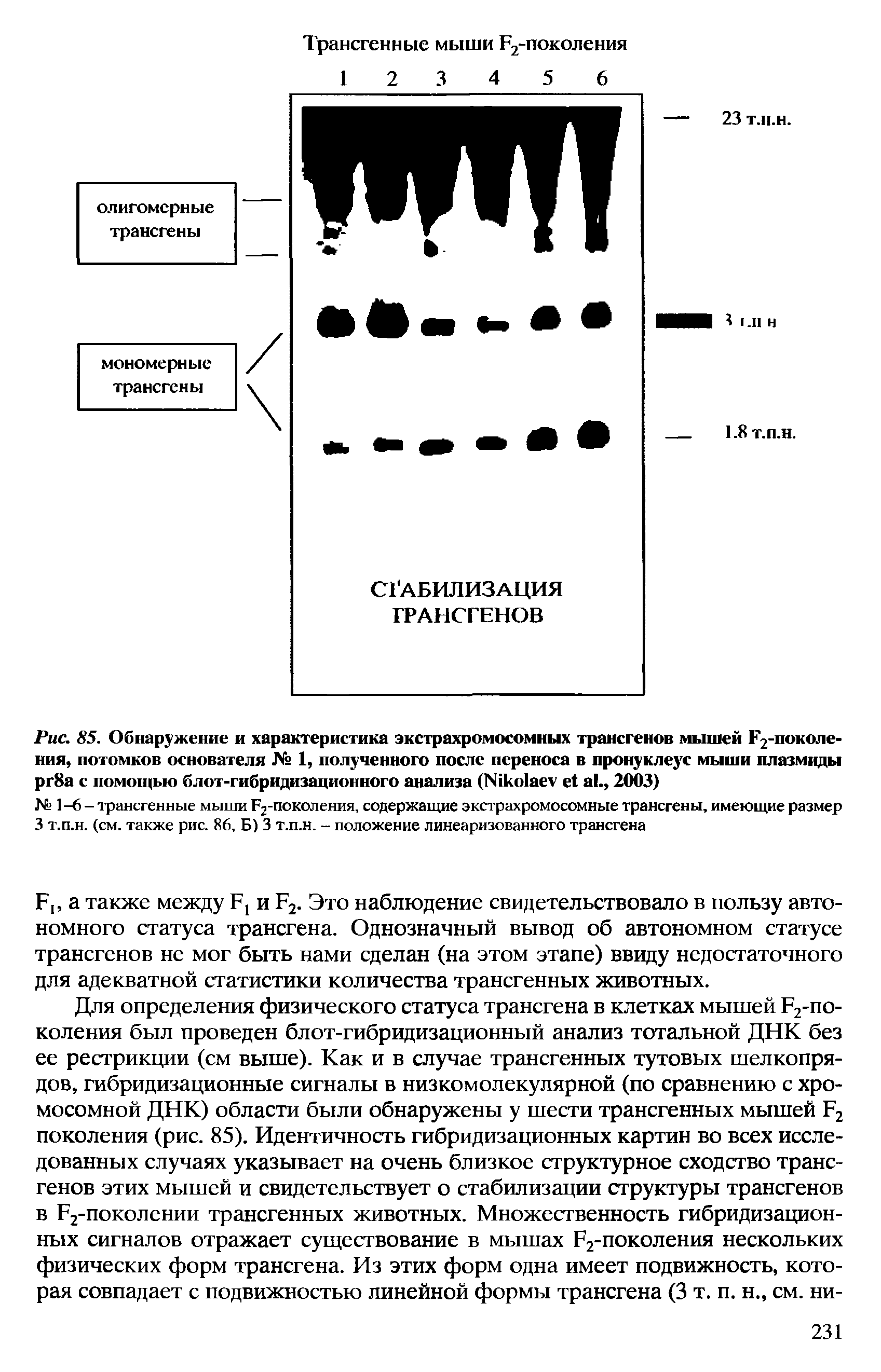 Рис. 85. Обнаружение и характеристика экстрахромосомных трансгенов мышей Е2-поколе-ния, потомков основателя № 1, полученного после переноса в пронуклеус мыши плазмиды рг8а с помощью блот-гибридизационного анализа (N ., 2003)...