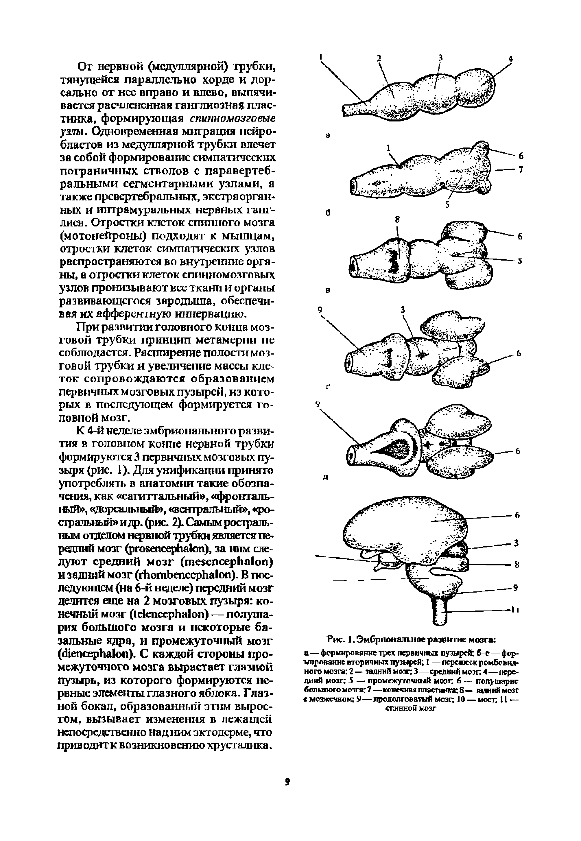Рис. 1. Эмбриональное развитие мозга а — формирование трех первичных пузырей бе—формирование вторичных пузырей I — перешеек ромбовидного мозга — задний мозг 3—средний мозг 4—передний мозг 5 — промежуточный мозг 6 — полушарие большого мозга 7 —конечная пластинка 8— шкий мозг с мозжечком 9—продолговатый мозг 10 — мост И — спинной мозг...