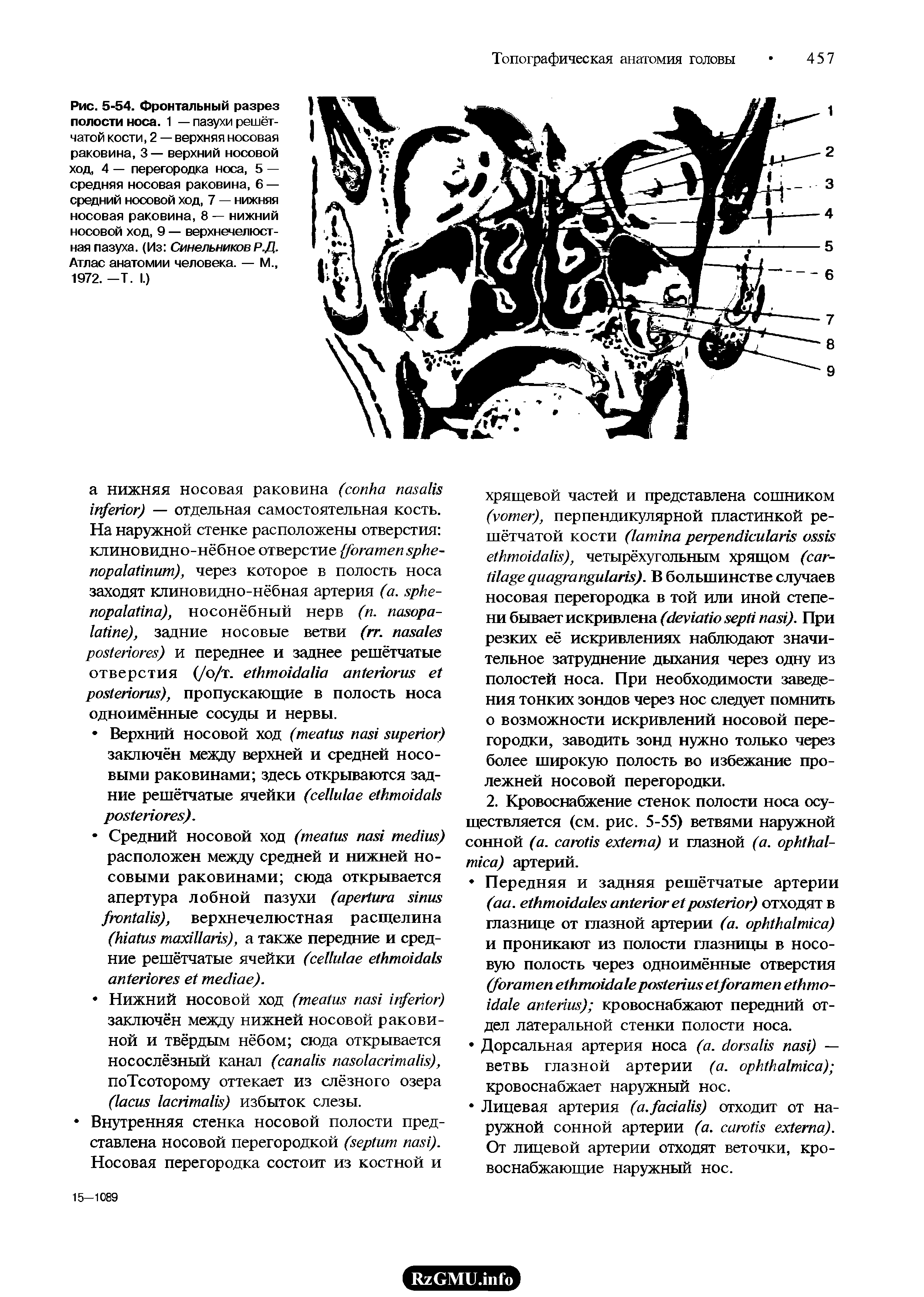 Рис. 5-54. Фронтальный разрез полости носа. 1 — пазухи решётчатой кости, 2 — верхняя носовая раковина, 3 — верхний носовой ход, 4 — перегородка носа, 5 — средняя носовая раковина, 6 — средний носовой ход, 7 — нижняя носовая раковина, 8 — нижний носовой ход, 9 — верхнечелюстная пазуха. (Из Синельников Р.Д. Атлас анатомии человека. — М., 1972. —Т. I.)...