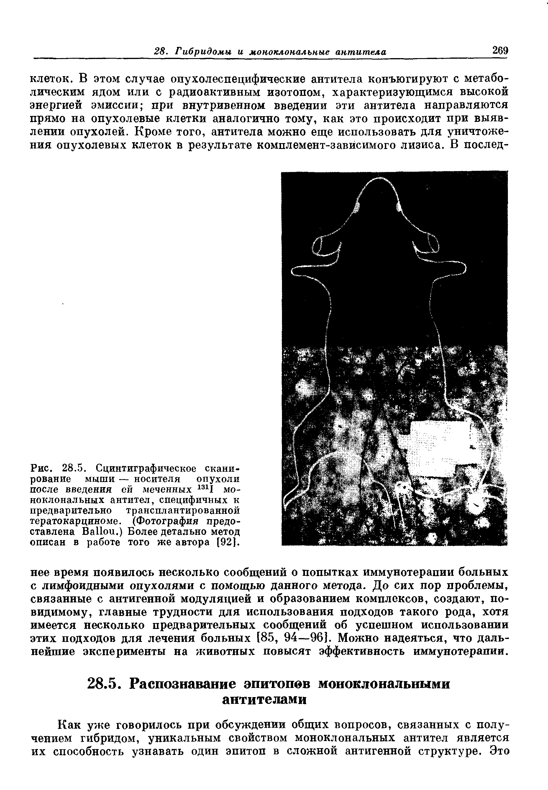 Рис. 28.5. Сцинтиграфическое сканирование мыши — носителя опухоли после введения ей меченных 1311 моноклональных антител, специфичных к предварительно трансплантированной тератокарциноме. (Фотография предоставлена B .) Более детально метод описан в работе того же автора [92].