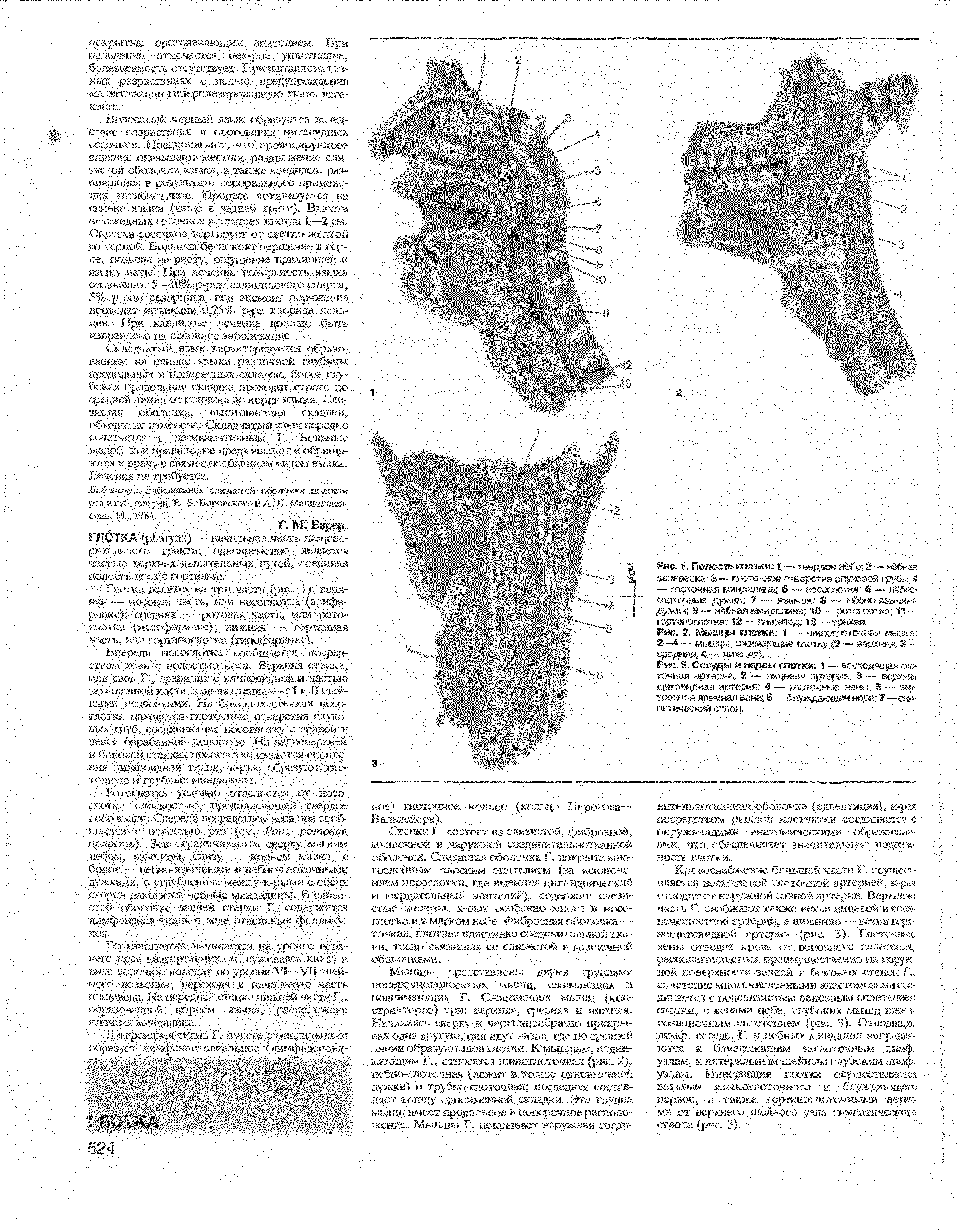 Рис. 2. Мышцы глотки 1 — шилоглоточная мышца 2—4 — мышцы, сжимающие глотку (2 — верхняя, 3 — средняя 4 те нижняя). -...