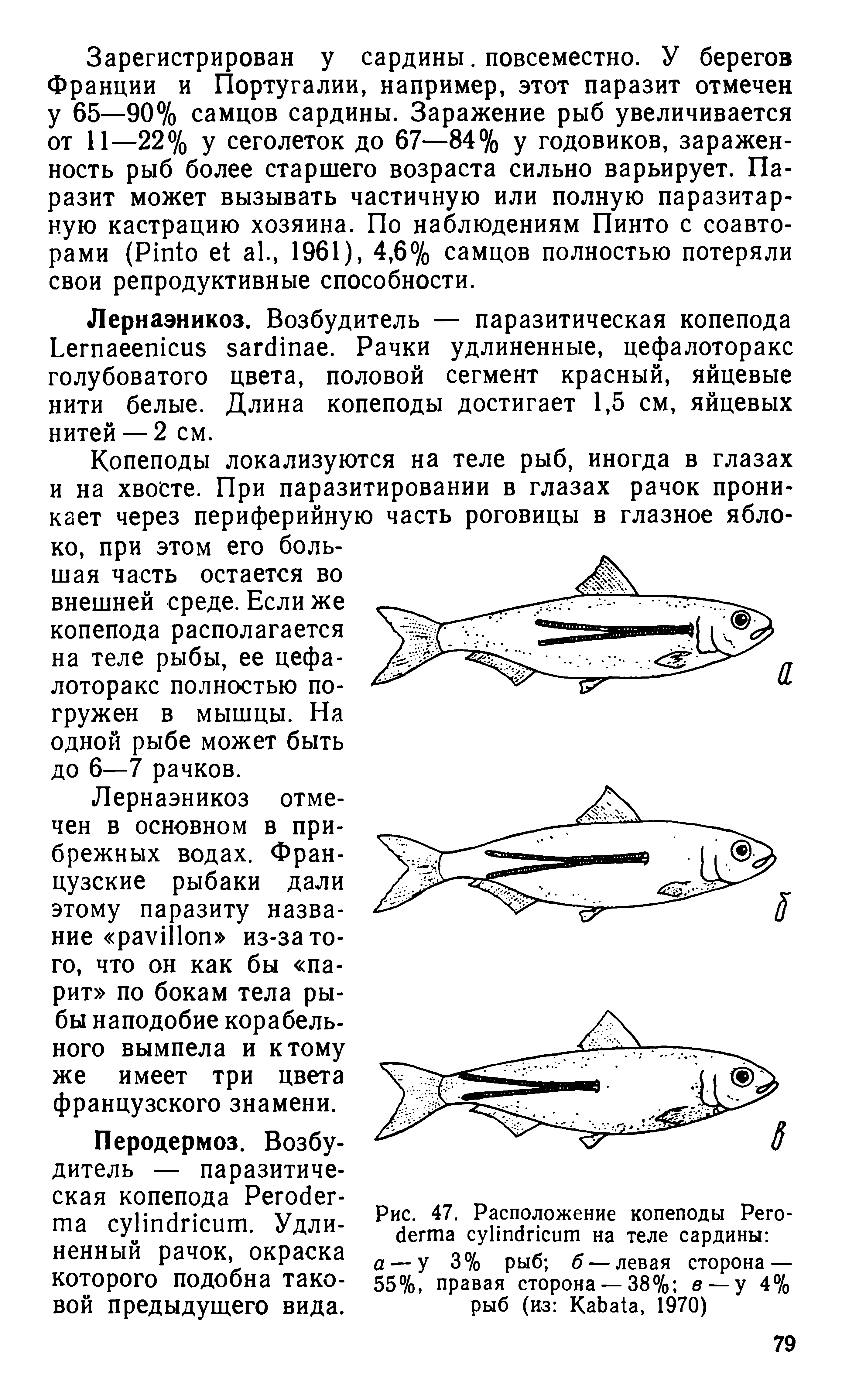 Рис. 47. Расположение копеподы Рего-<1егта суКпбпсит на теле сардины а — у 3% рыб б — левая сторона — 55%, правая сторона —38% в —у 4% рыб (из КаЬа1а, 1970)...