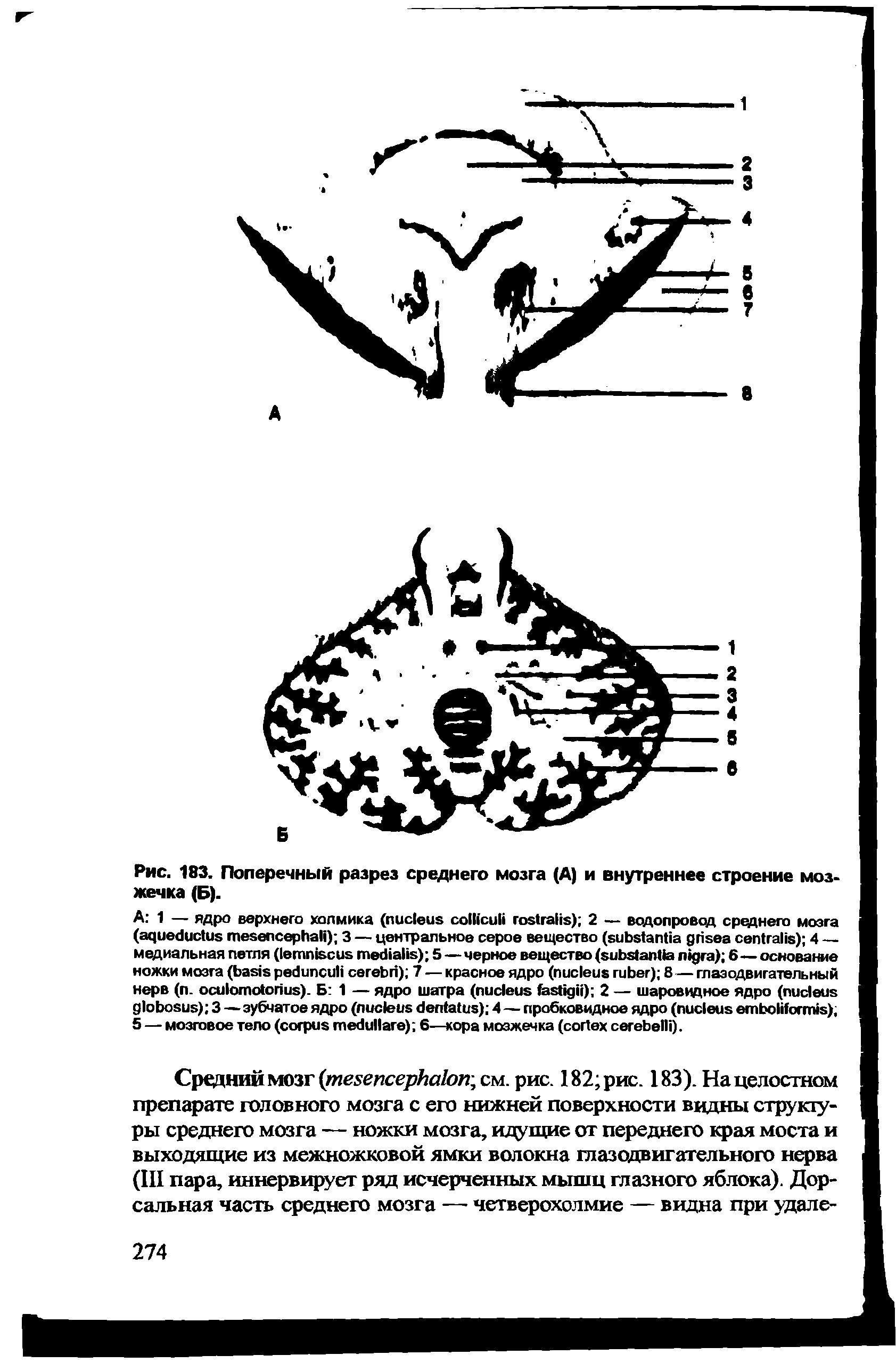 Рис. 183. Поперечный разрез среднего мозга (А) и внутреннее строение мозжечка (Б).