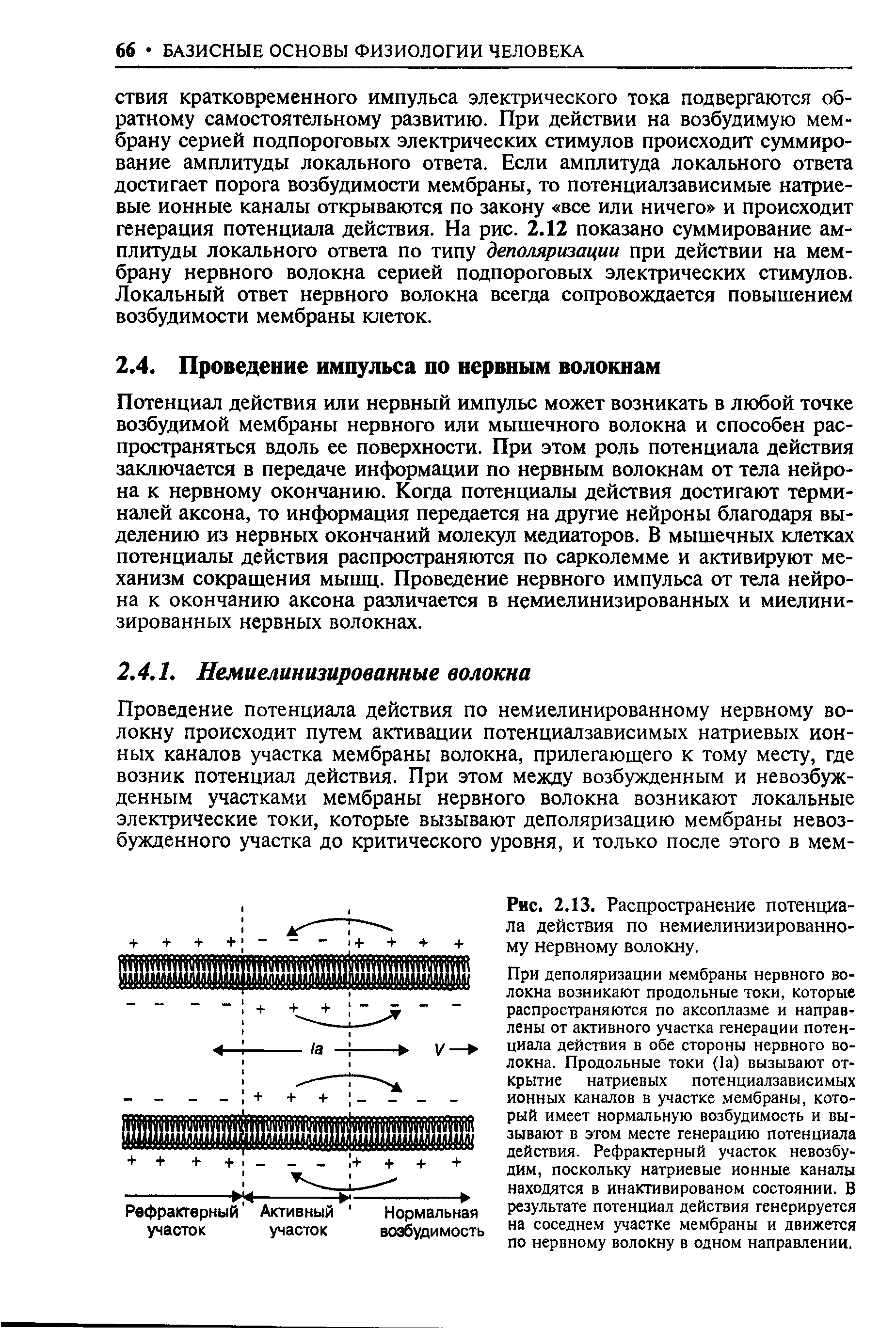 Рис. 2.13. Распространение потенциала действия по немиелинизированно-му нервному волокну.