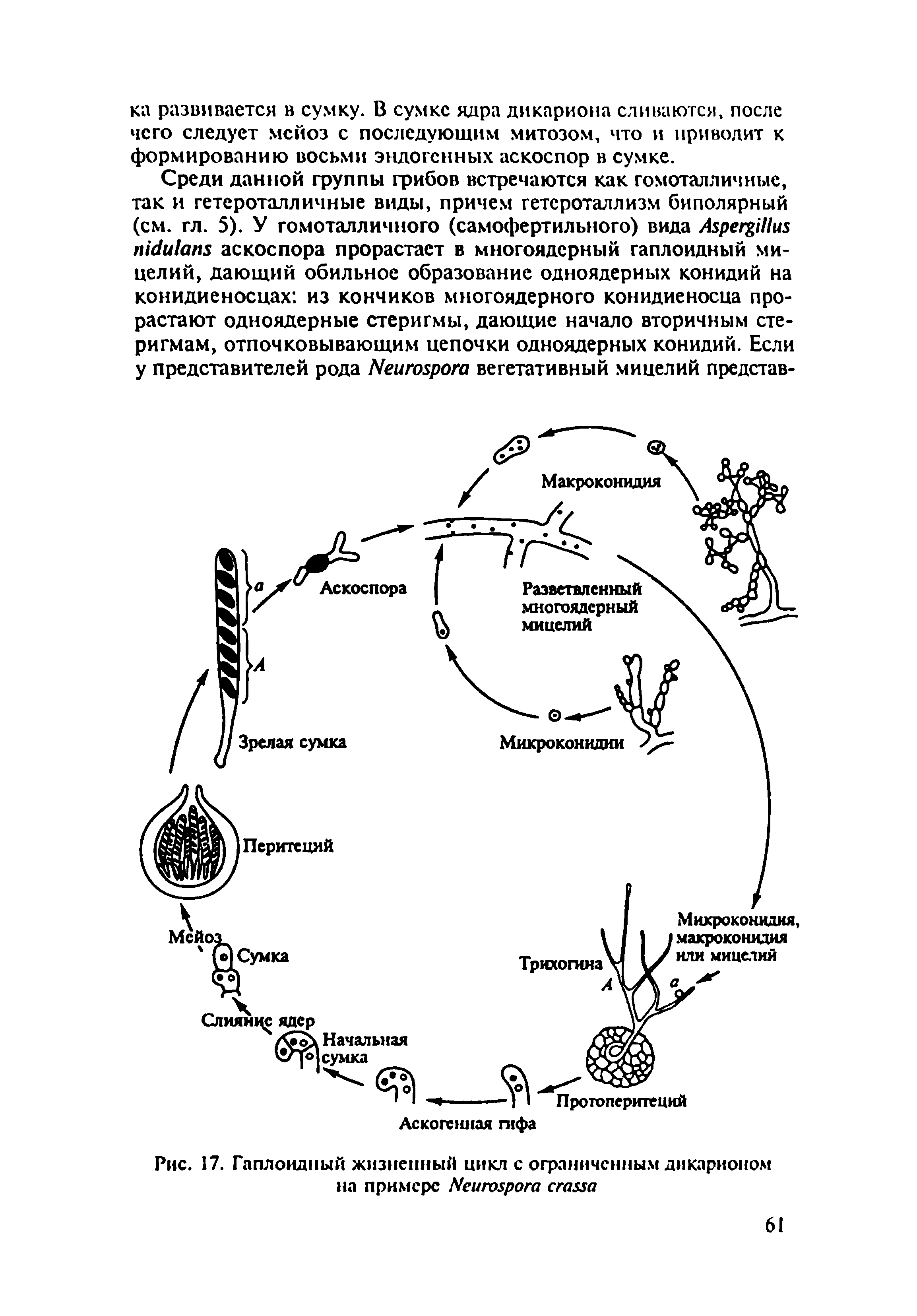 Рис. 17. Гаплоидный жизненный цикл с ограниченным дикарионом на примере Мигтрога сгазха...