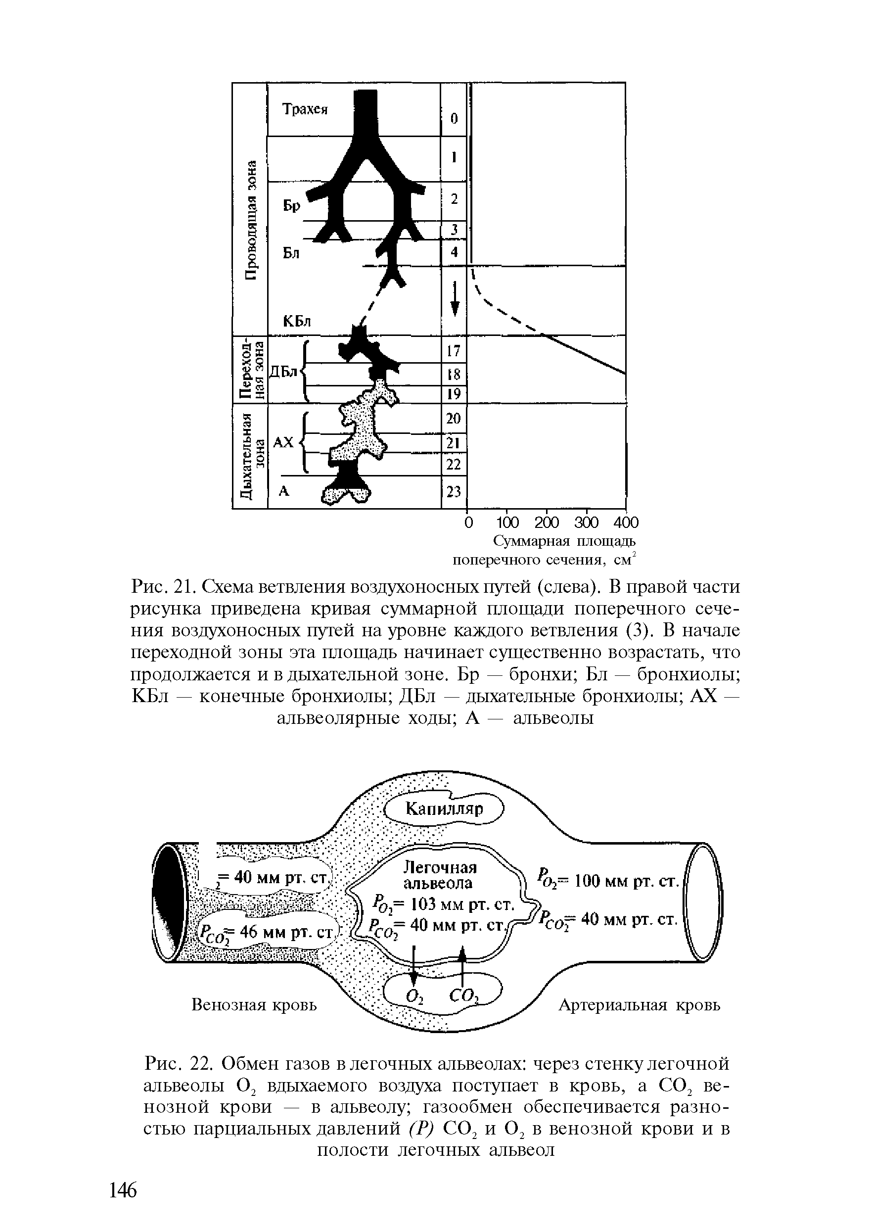 Рис. 22. Обмен газов в легочных альвеолах через стенку легочной альвеолы О2 вдыхаемого воздуха поступает в кровь, а СО2 венозной крови — в альвеолу газообмен обеспечивается разностью парциальных давлений (Р) СО2 и О2 в венозной крови и в полости легочных альвеол...