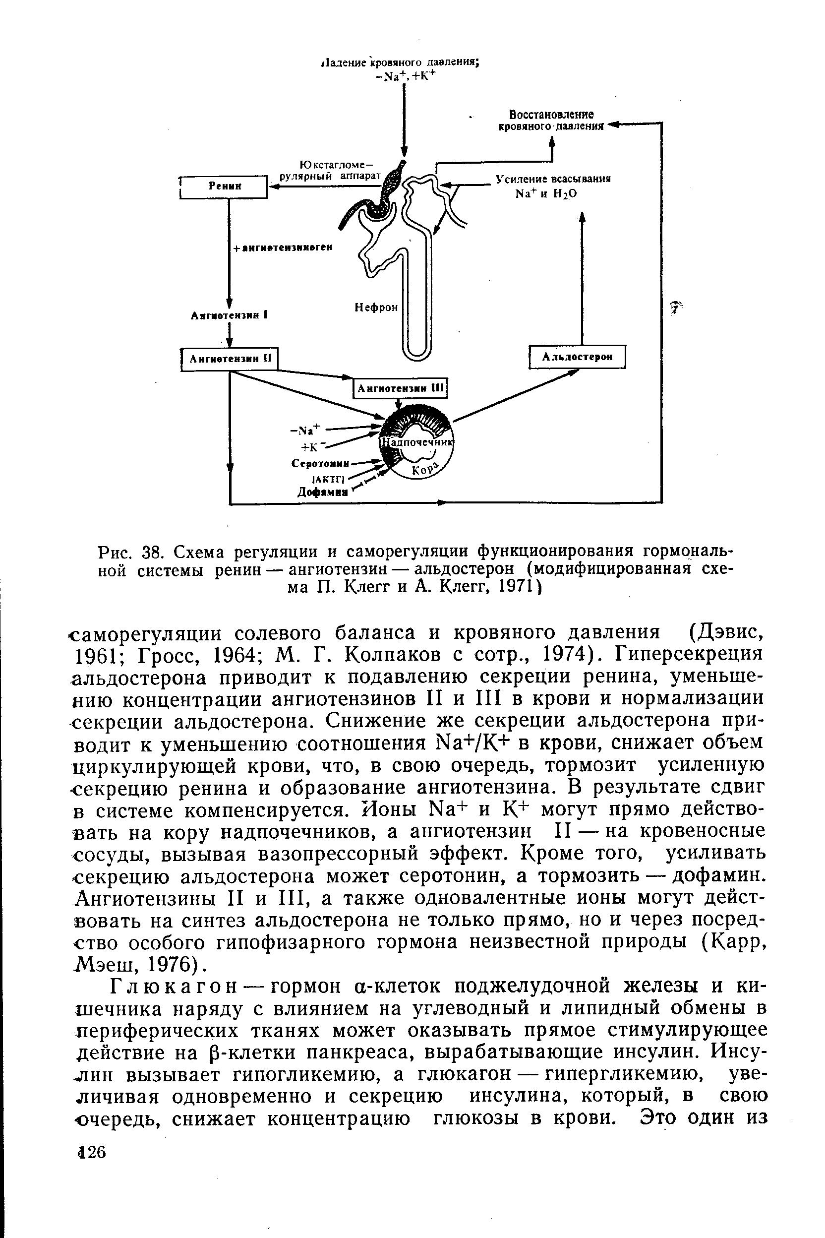 Рис. 38. Схема регуляции и саморегуляции функционирования гормональной системы ренин — ангиотензин — альдостерон (модифицированная схема П. Клегг и А. Клегг, 1971)...