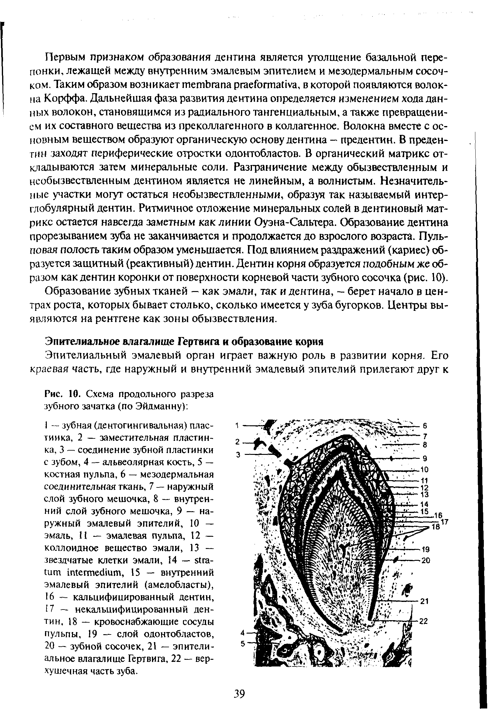 Рис. 10. Схема продольного разреза зубного зачатка (по Эйдманну) ...