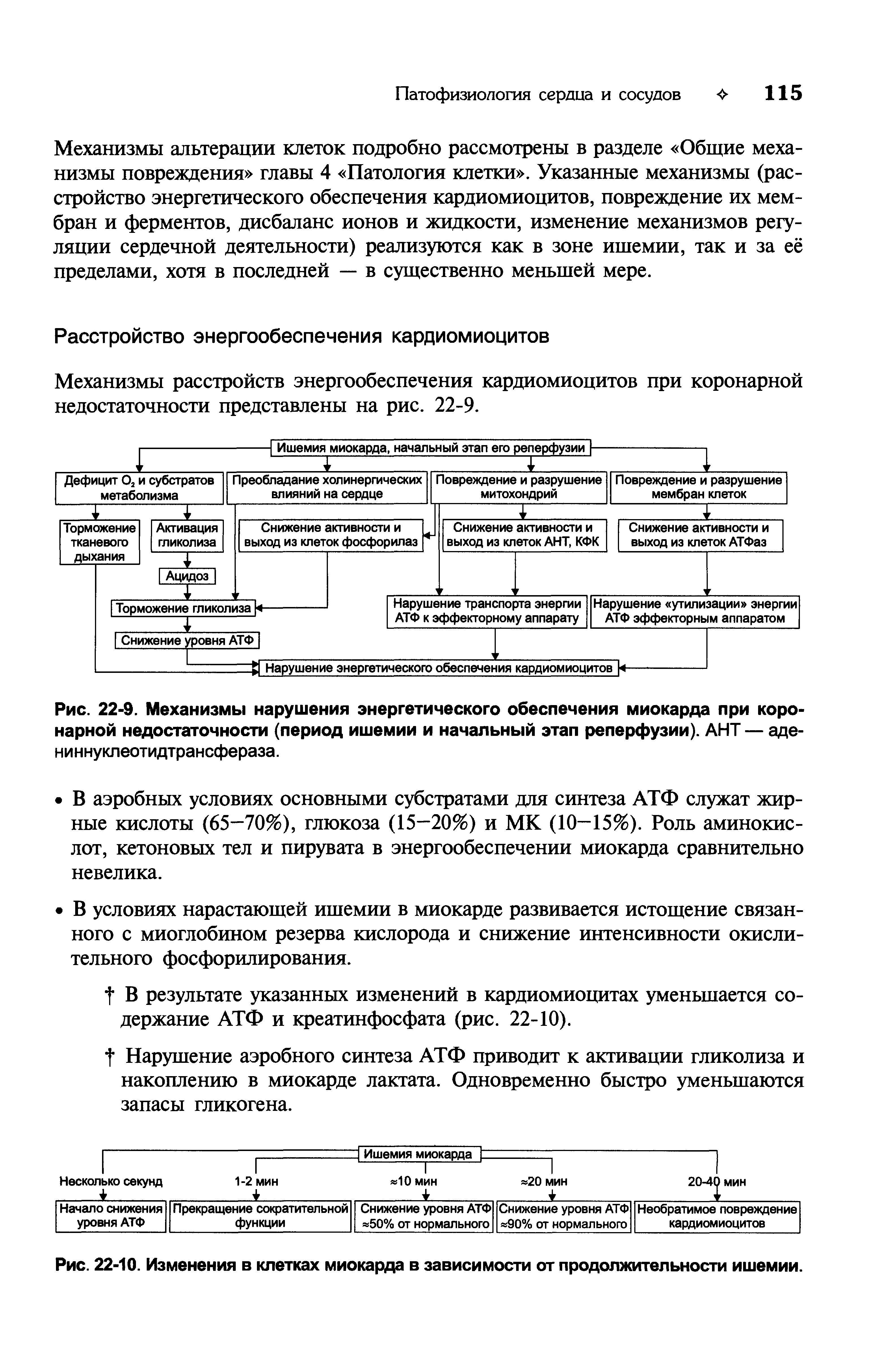 Рис. 22-9. Механизмы нарушения энергетического обеспечения миокарда при коронарной недостаточности (период ишемии и начальный этап реперфузии). АНТ — аде-ниннуклеотидтрансфераза.