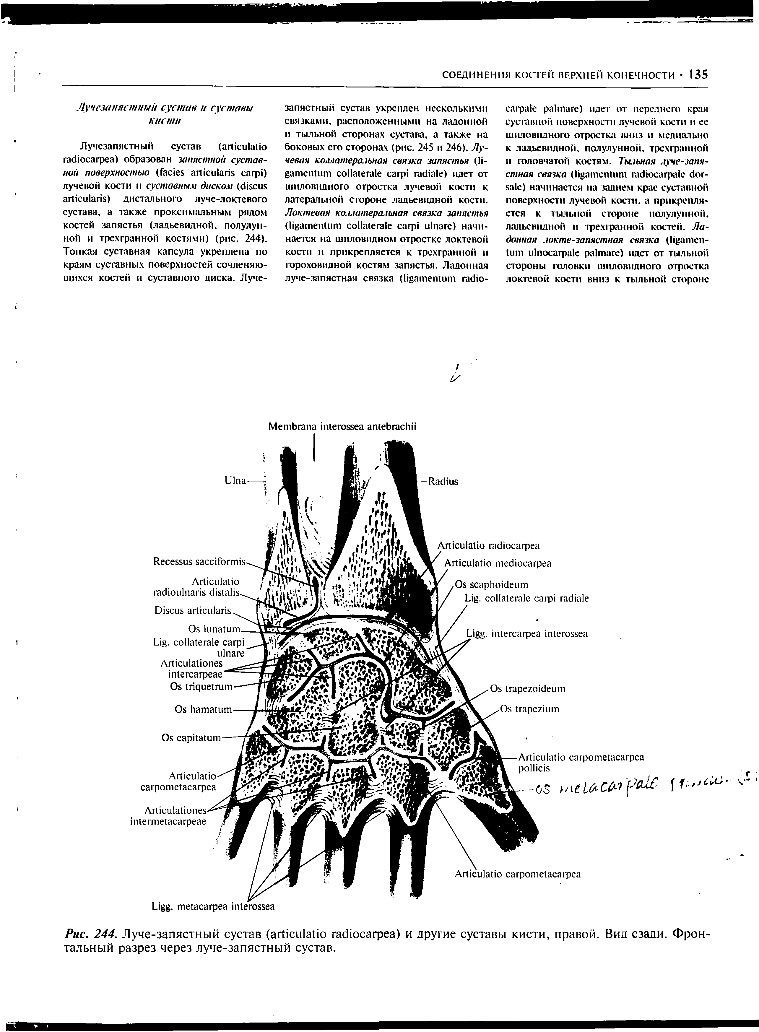 Рис. 244. Луче-запястный сустав (агйсЛайо гасйосагреа) и другие суставы кисти, правой. Вид сзади. Фронтальный разрез через луче-запястный сустав.