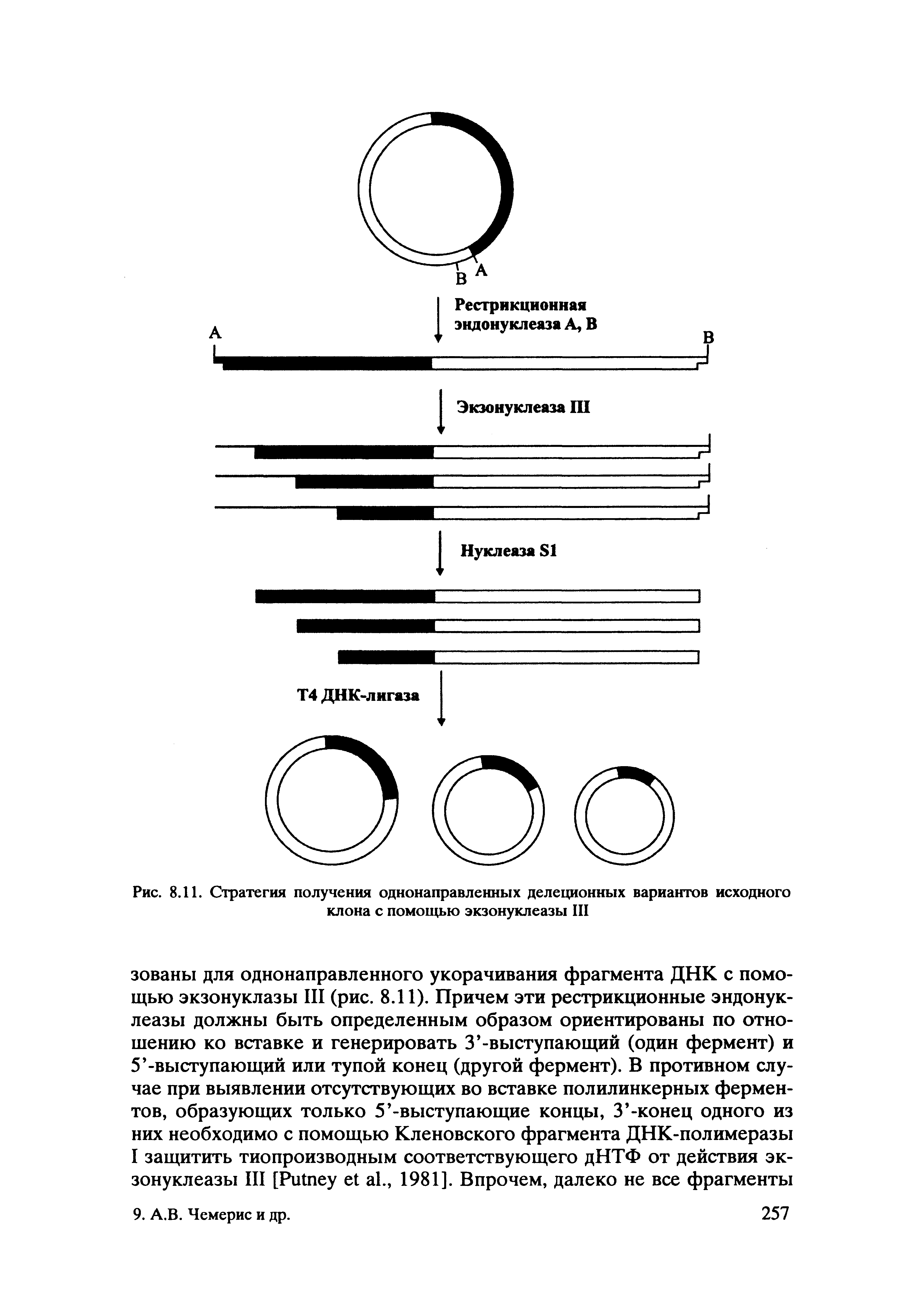 Рис. 8.11. Стратегия получения однонаправленных делеционных вариантов исходного клона с помощью экзонуклеазы III...