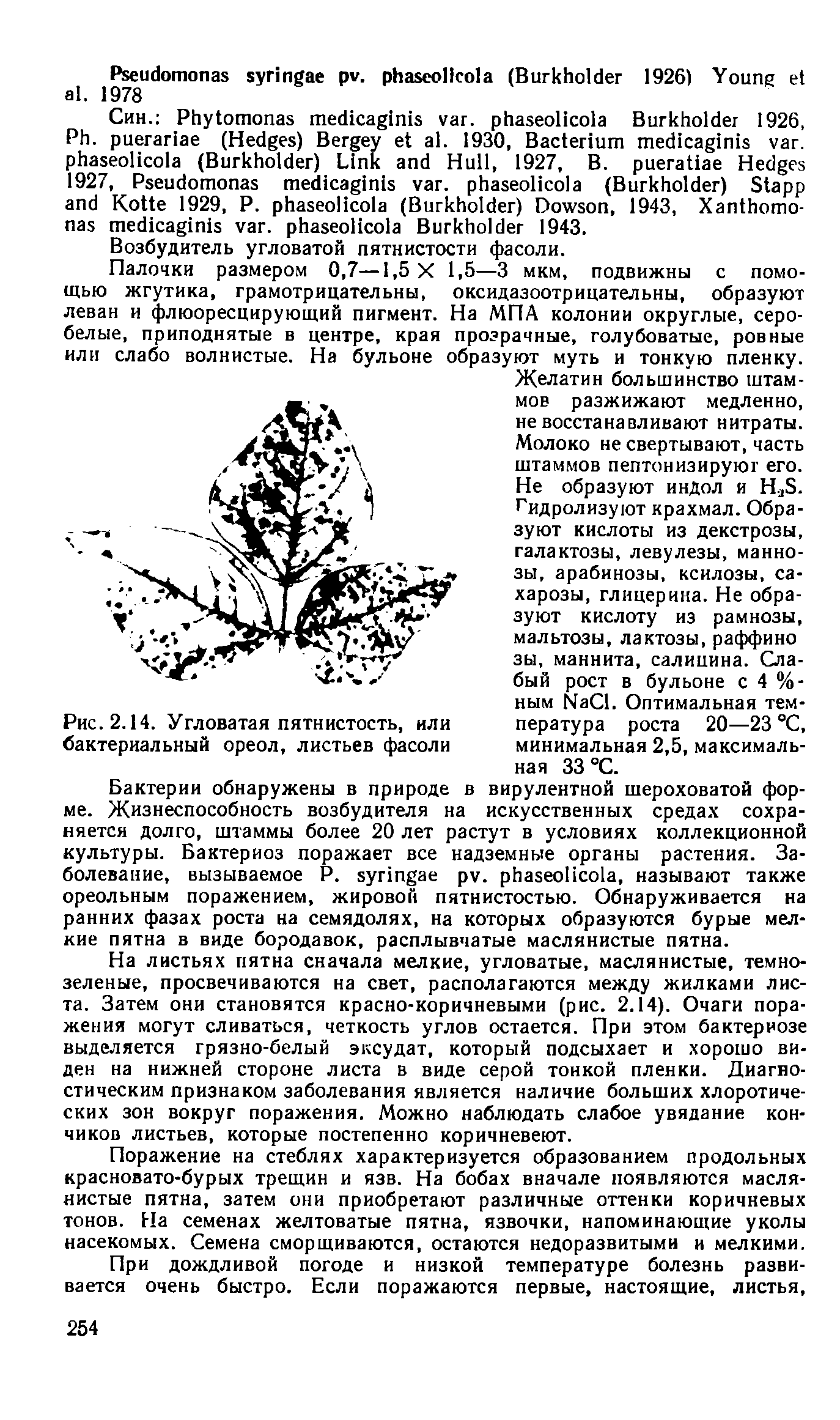 Рис. 2.14. Угловатая пятнистость, или бактериальный ореол, листьев фасоли...