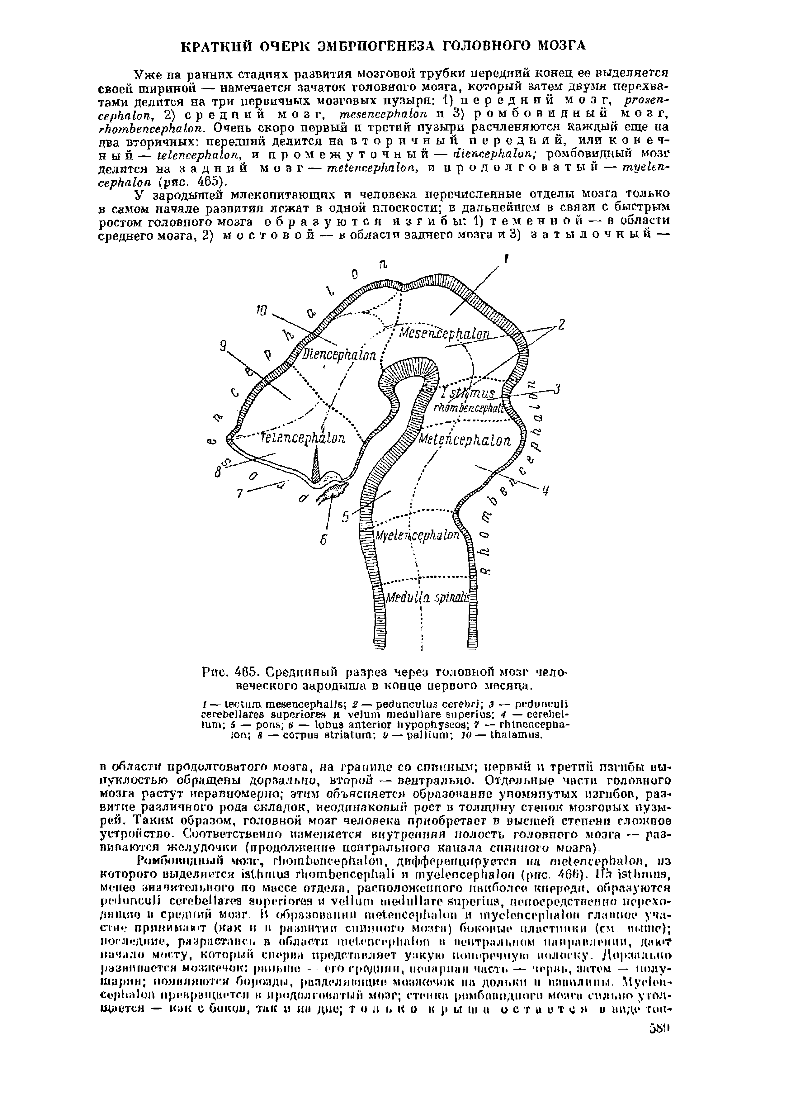 Рис. 465. Срединный разрез через головной мозг человеческого зародыша в конце первого месяца.
