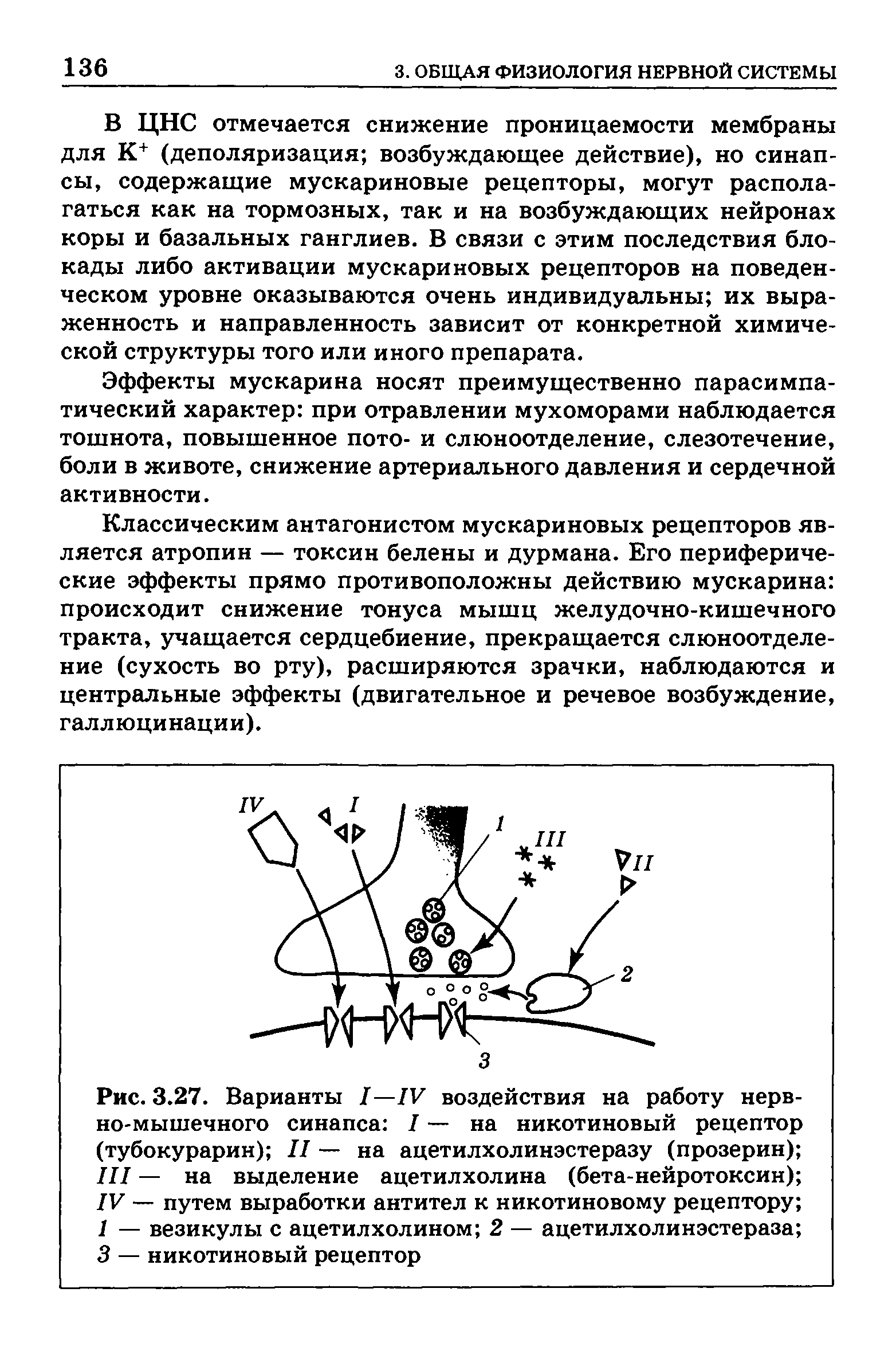 Рис. 3.27. Варианты I—IV воздействия на работу нервно-мышечного синапса I — на никотиновый рецептор (тубокурарин) II — на ацетилхолинэстеразу (прозерин) ...