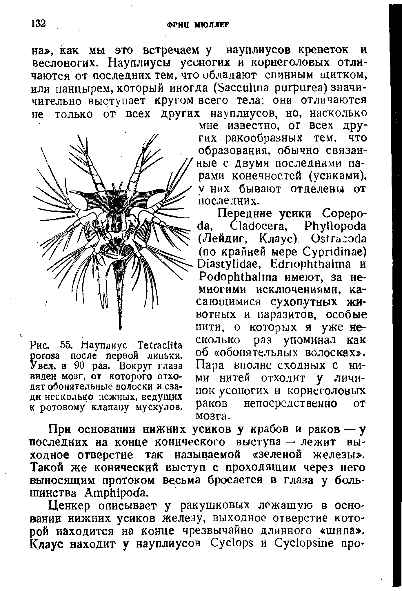 Рис. 55. Науплиус T после первой линьки. Увел, в 90 раз. Вокруг глаза виден мозг, от которого отходят обонятельные волоски и сзади несколько нежных, ведущих к ротовому клапану мускулов.