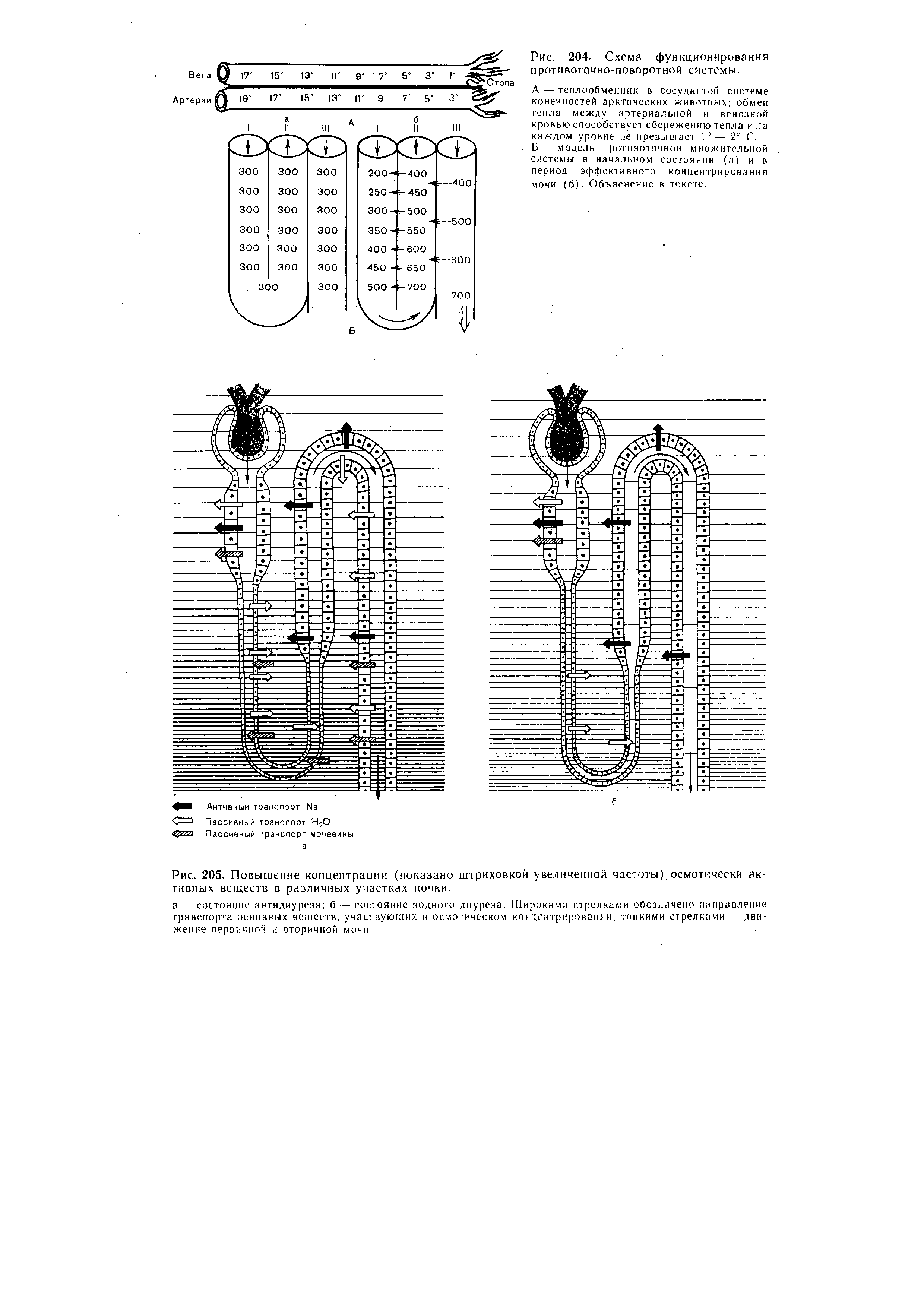 Рис. 205. Повышение концентрации (показано штриховкой увеличенной частоты), осмотически активных веществ в различных участках почки.