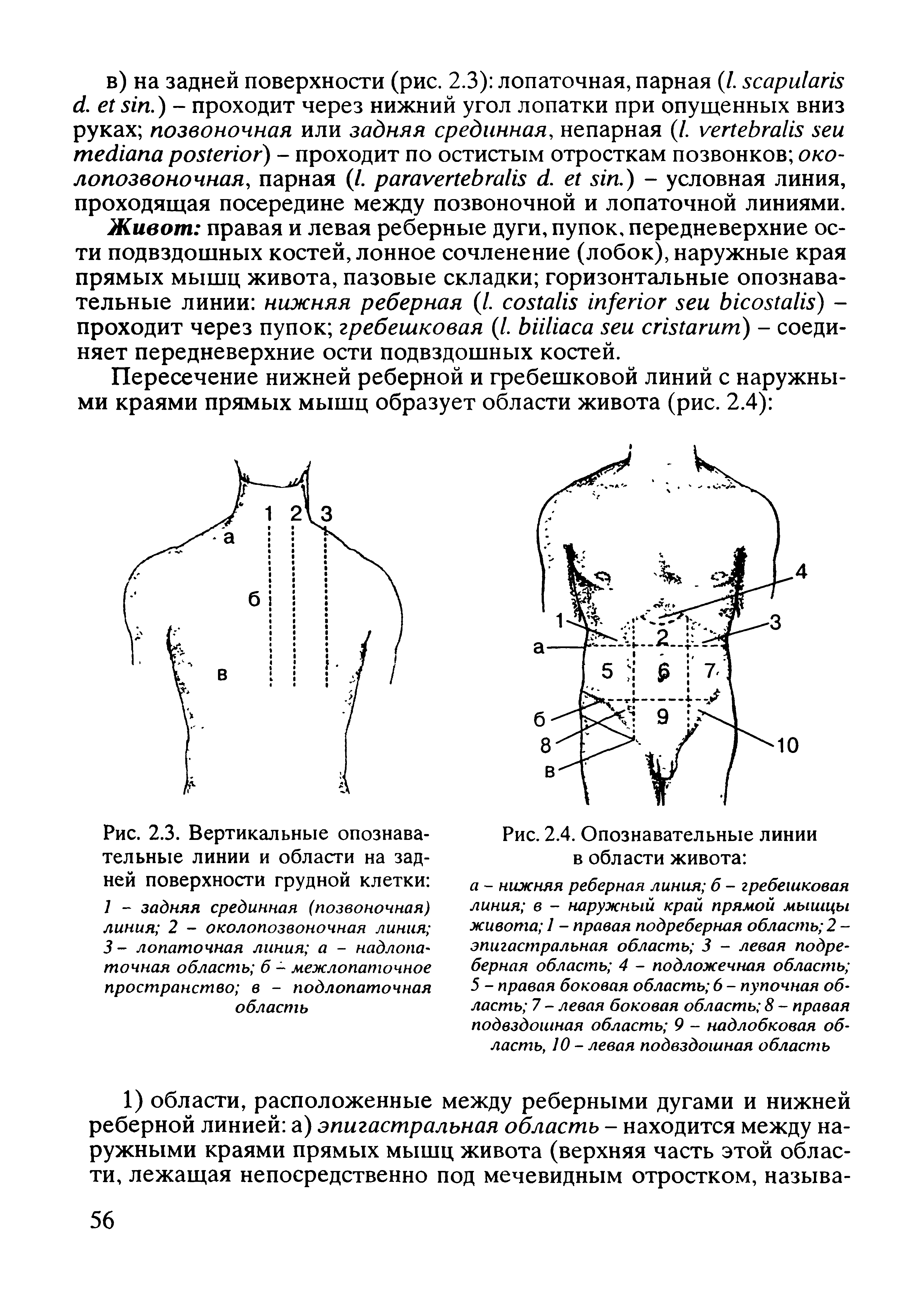 Рис. 2.3. Вертикальные опознавательные линии и области на задней поверхности грудной клетки 7 - задняя срединная (позвоночная) линия 2 - околопозвоночная линия 3 - лопаточная линия а - надлопа-точная область б - межлопаточное пространство в - подлопаточная область...