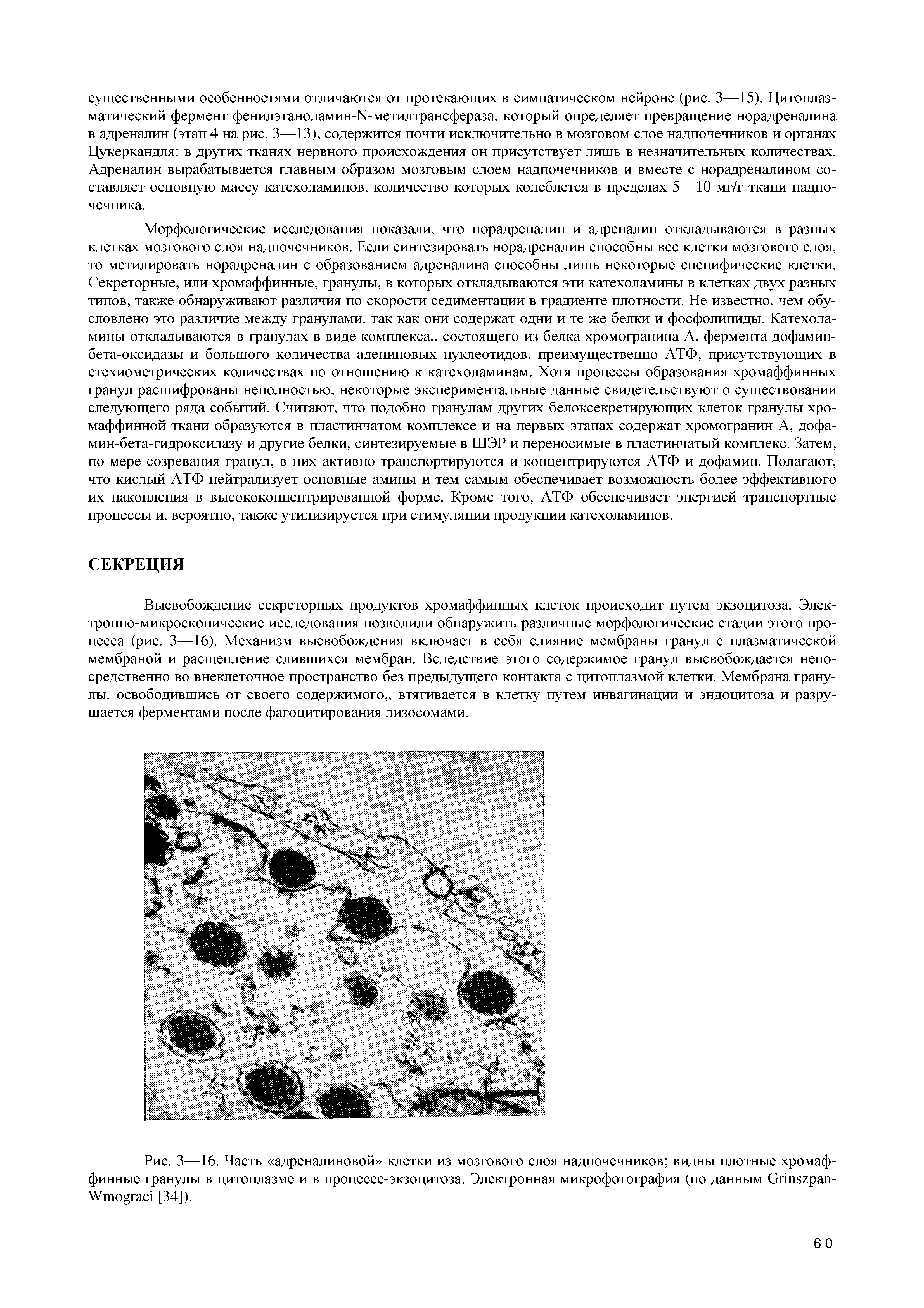 Рис. 3—16. Часть адреналиновой клетки из мозгового слоя надпочечников видны плотные хромаффинные гранулы в цитоплазме и в процессе-экзоцитоза. Электронная микрофотография (по данным Опщграп-W [34]).