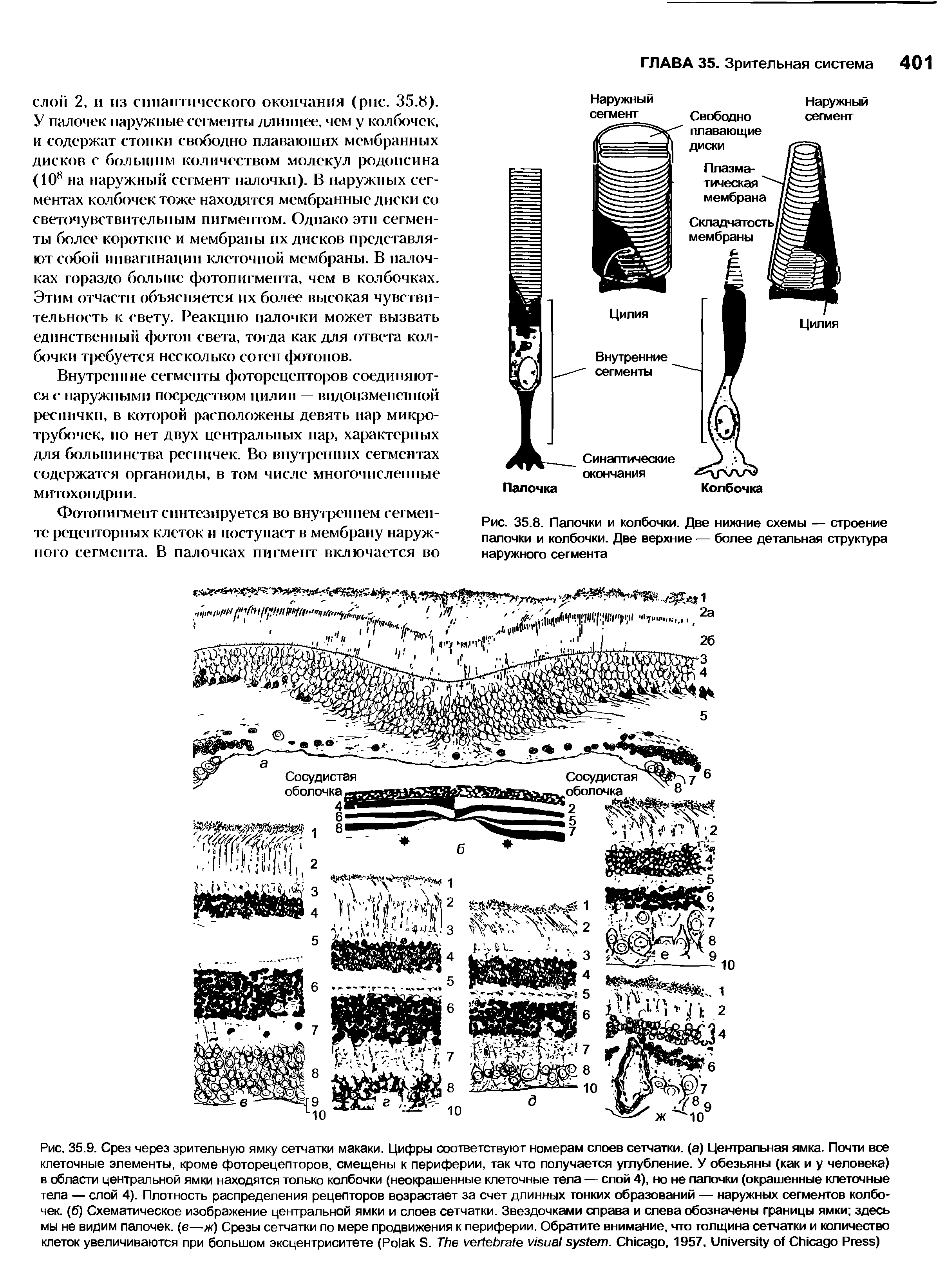 Рис. 35.8. Палочки и колбочки. Две нижние схемы — строение палочки и колбочки. Две верхние — более детальная структура наружного сегмента...