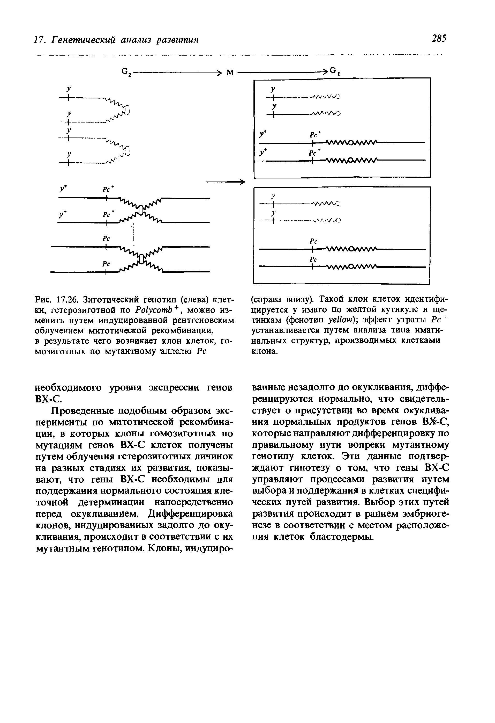 Рис. 17.26. Зиготический генотип (слева) клетки, гетерозиготной по Ро1усотЬ +, можно изменить путем индуцированной рентгеновским облучением митотической рекомбинации, в результате чего возникает клон клеток, гомозиготных по мутантному аллелю Рс...