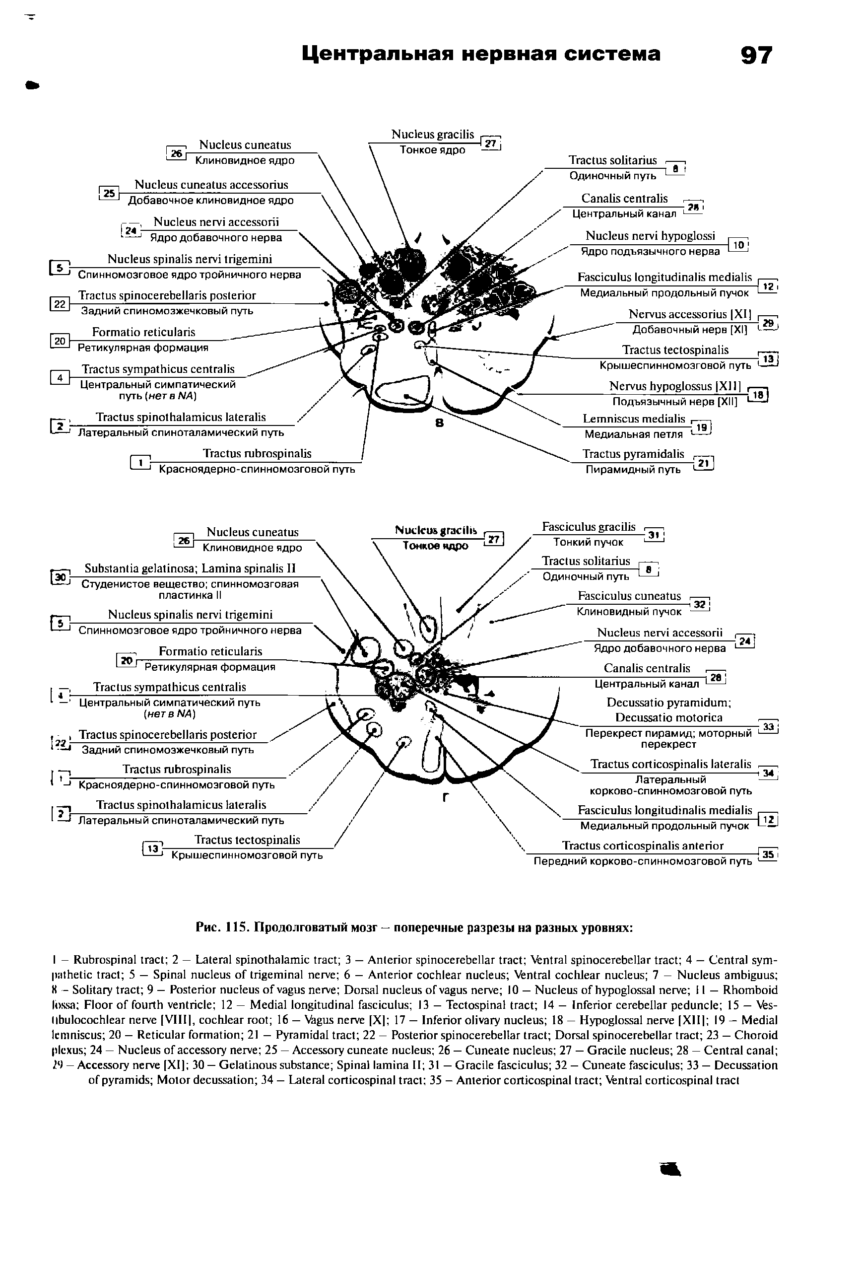 Рис. 115. Продолговатый мозг — поперечные разрезы на разных уровнях ...