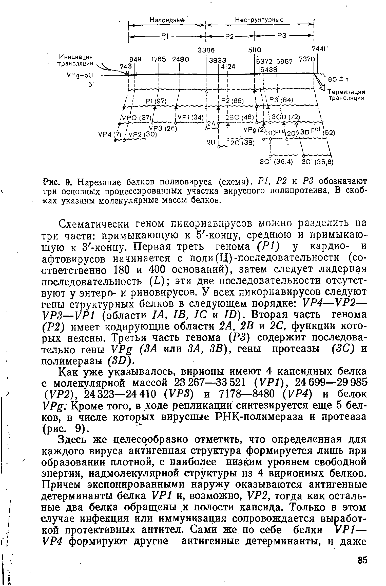 Рис. 9. Нарезание белков полиовируса (схема). Р1, Р2 и РЗ обозначают три основных процессированных участка вирусного полипротеина. В скобках указаны молекулярные массы белков.