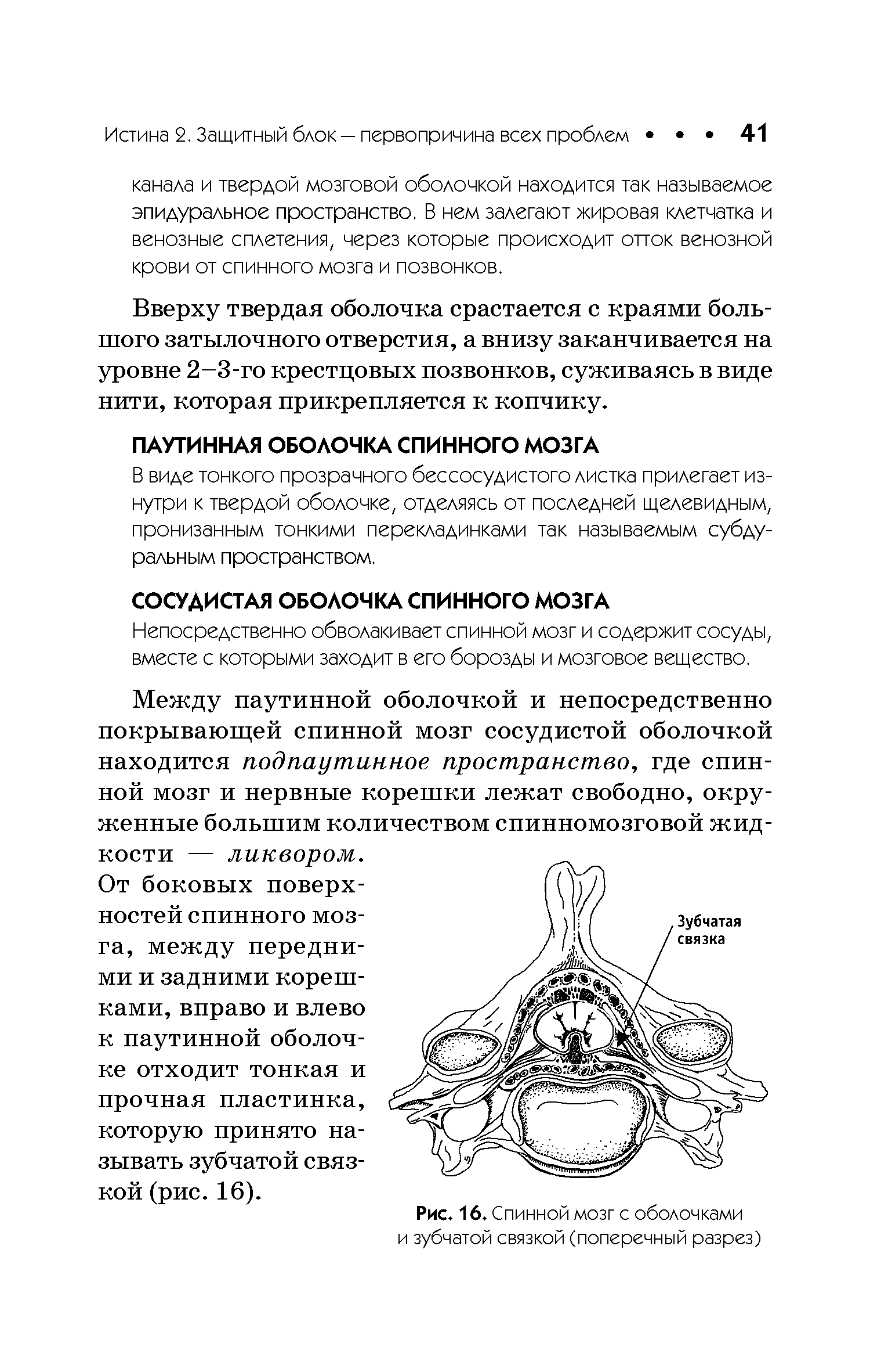 Рис. 16. Спинной мозг с оболочками и зубчатой связкой (поперечный разрез)...