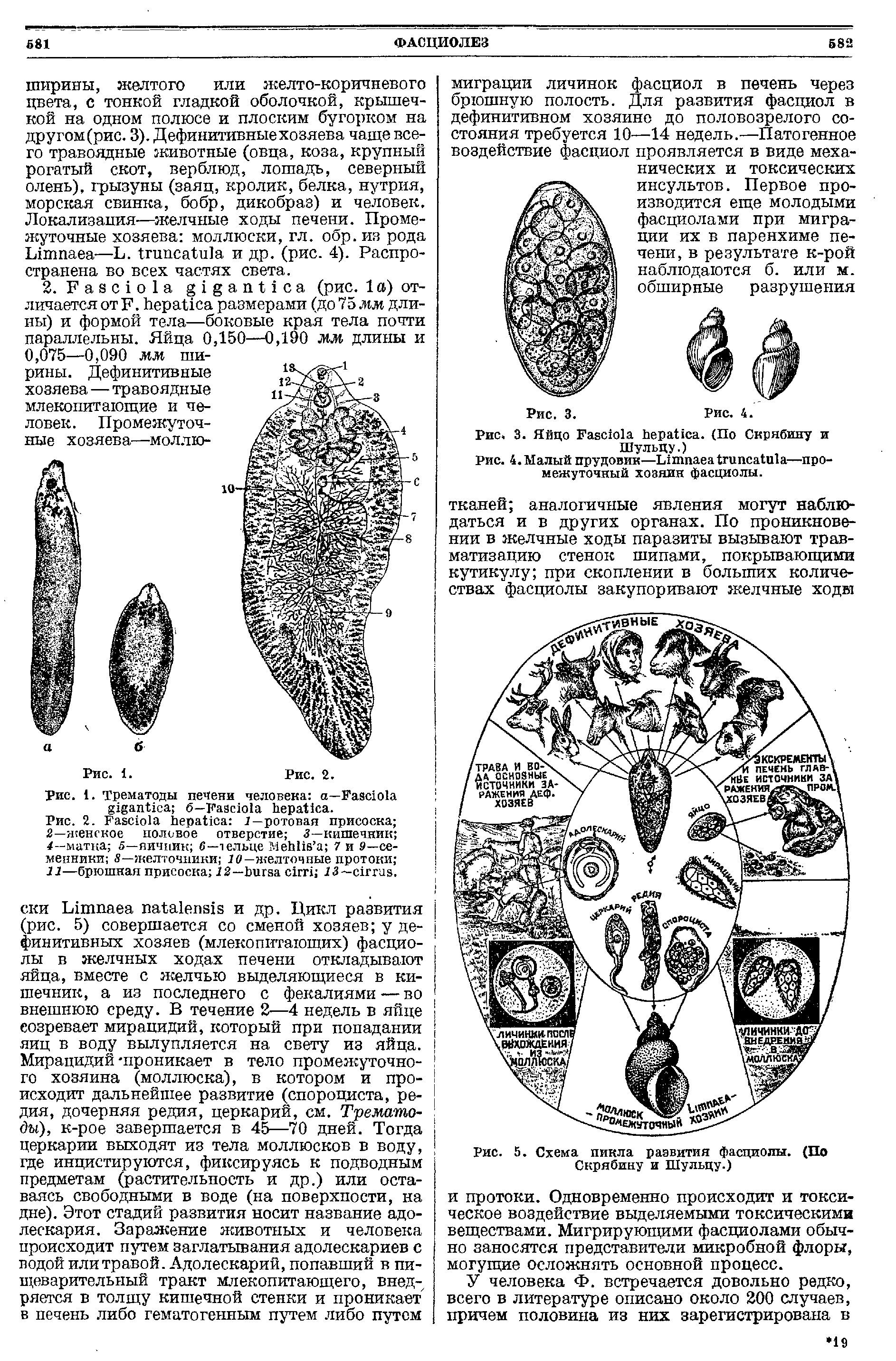 Рис. 4. Малый прудовик—L —промежуточный хозяин фасциолы.