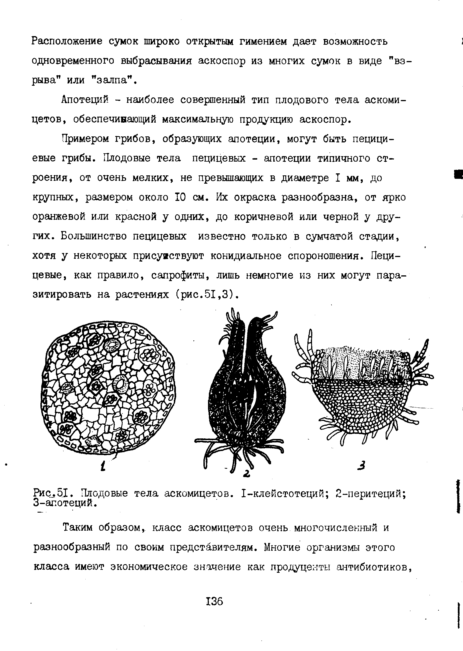 Рис.51. Плодовые тела аскомицетов. I-клейстотеций 2-перитеций 3-апотеций.