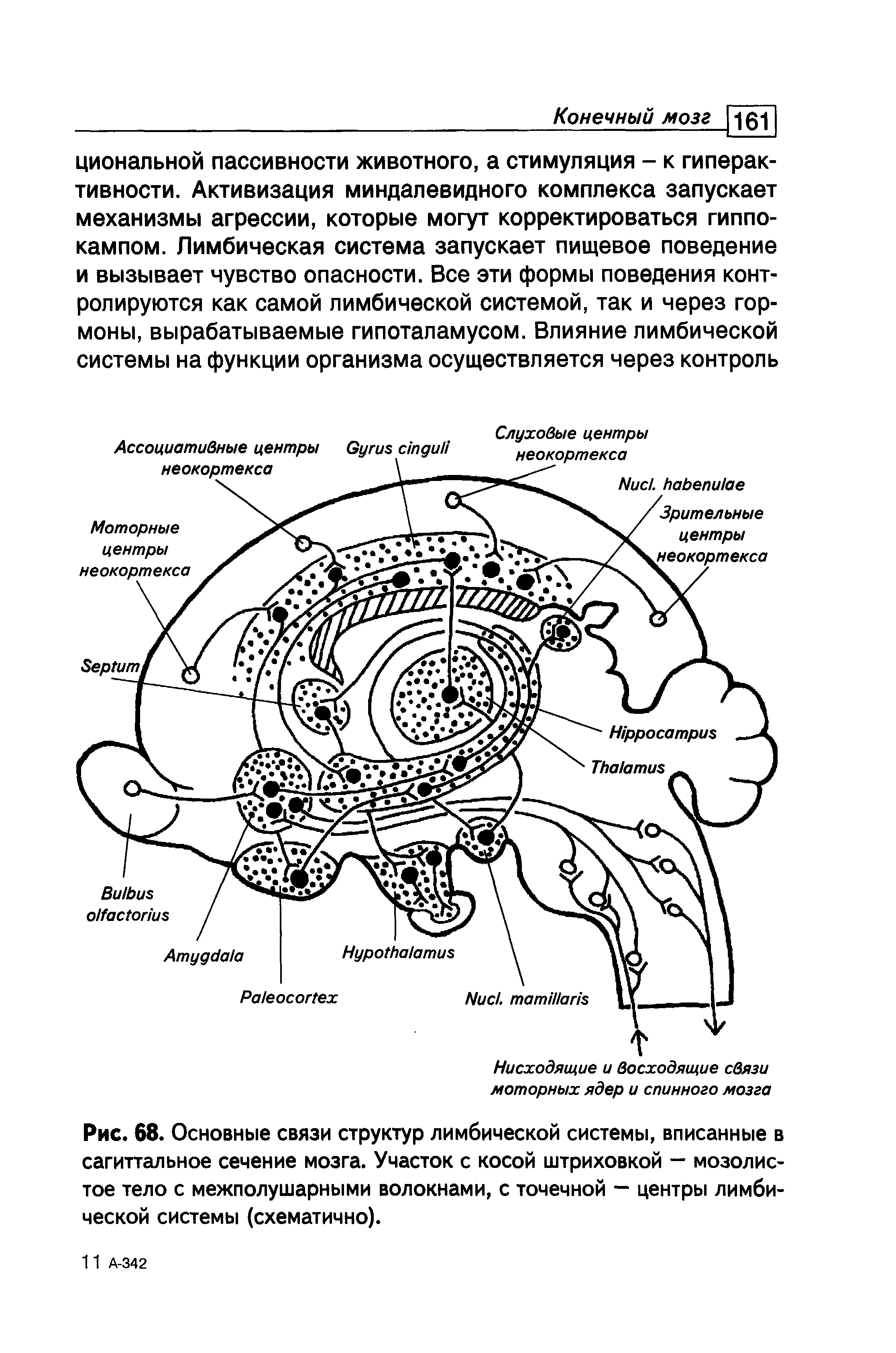 Рис. 68. Основные связи структур лимбической системы, вписанные в сагиттальное сечение мозга. Участок с косой штриховкой — мозолистое тело с межполушарными волокнами, с точечной — центры лимбической системы (схематично).