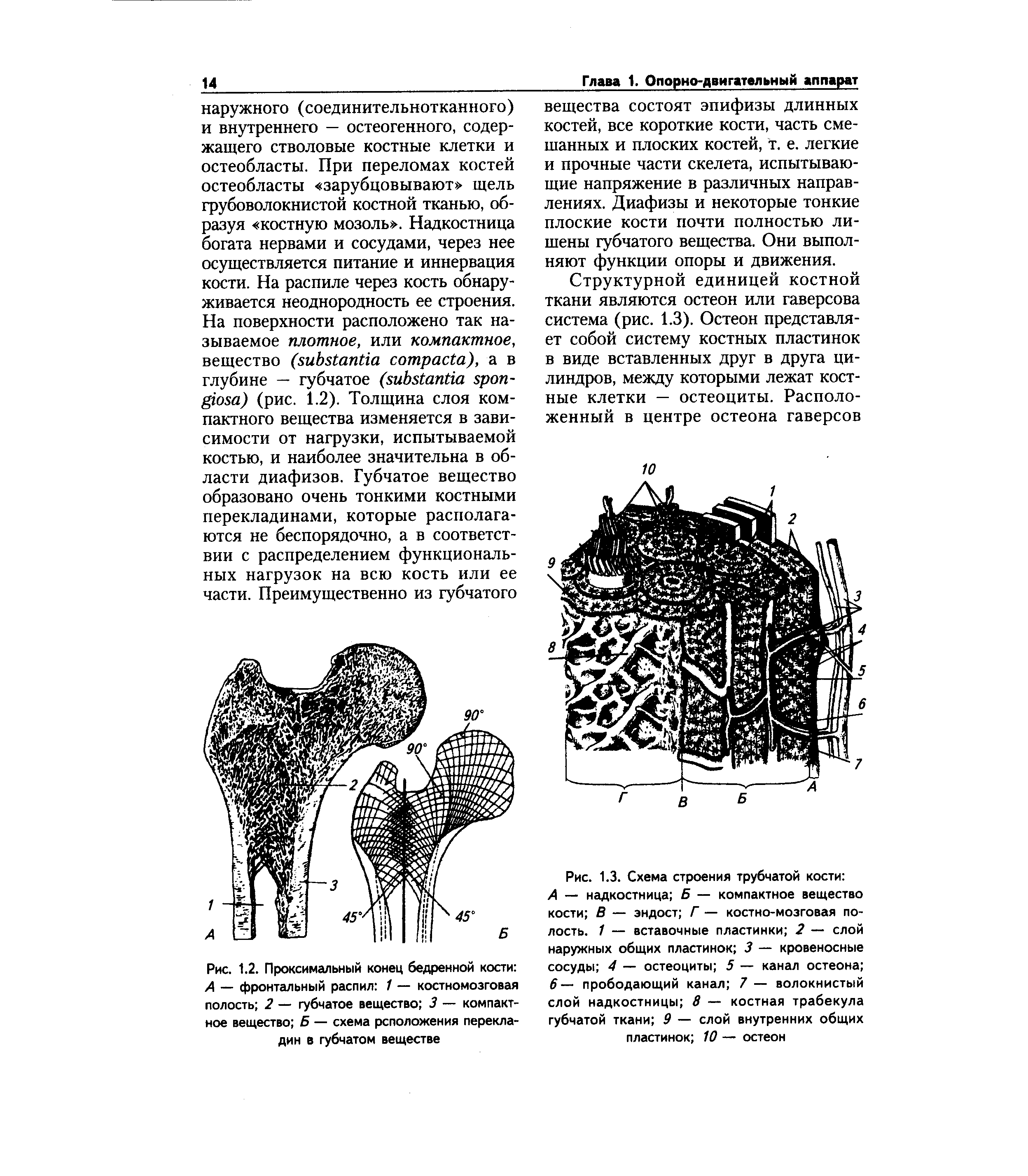 Рис. 1.2. Проксимальный конец бедренной кости А — фронтальный распил 1 — костномозговая полость 2 — губчатое вещество 3 — компактное вещество Б — схема рсположения перекладин в губчатом веществе...