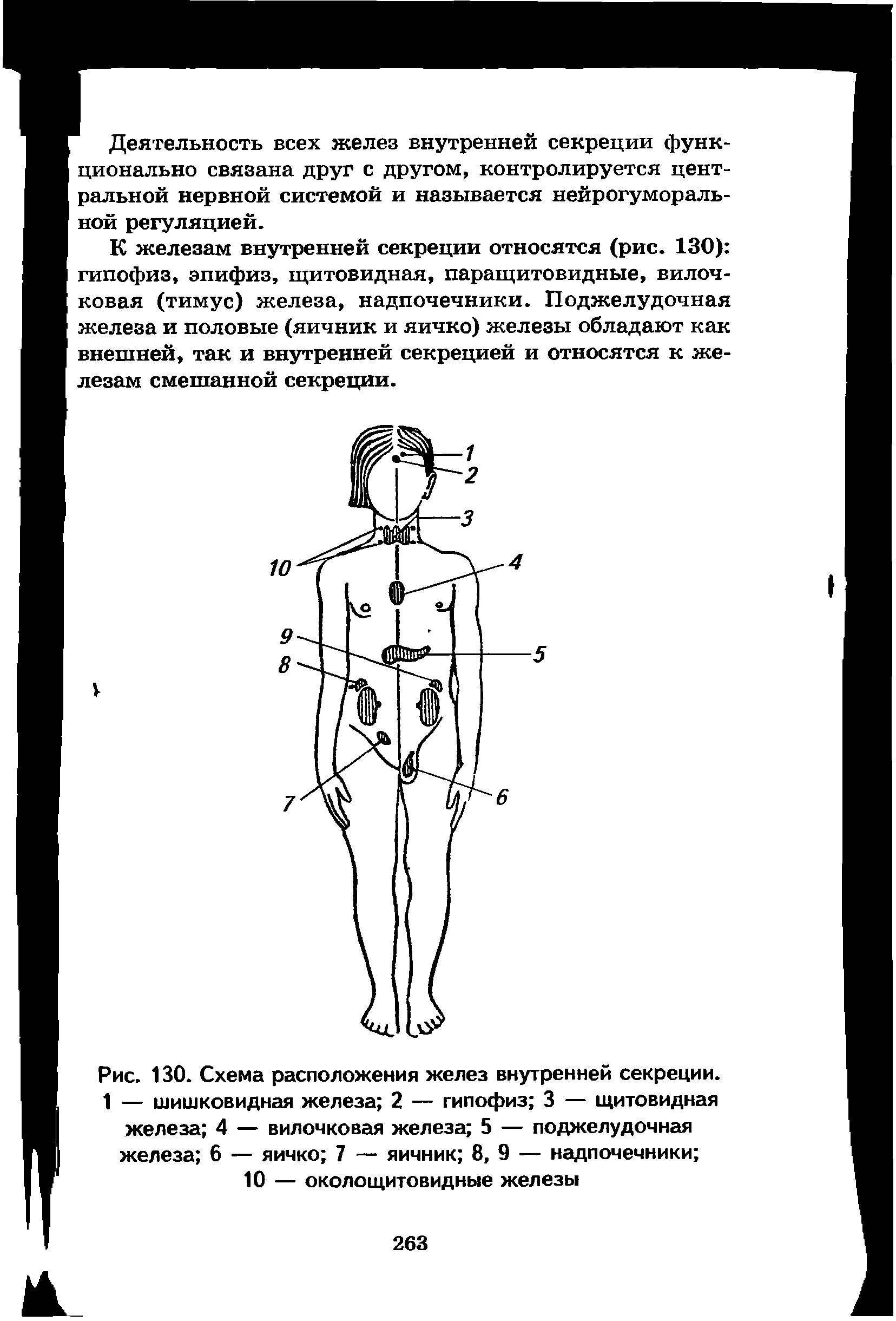 Рис. 130. Схема расположения желез внутренней секреции. 1 — шишковидная железа 2 — гипофиз 3 — щитовидная железа 4 — вилочковая железа 5 — поджелудочная железа 6 — яичко 7 — яичник 8, 9 — надпочечники ...