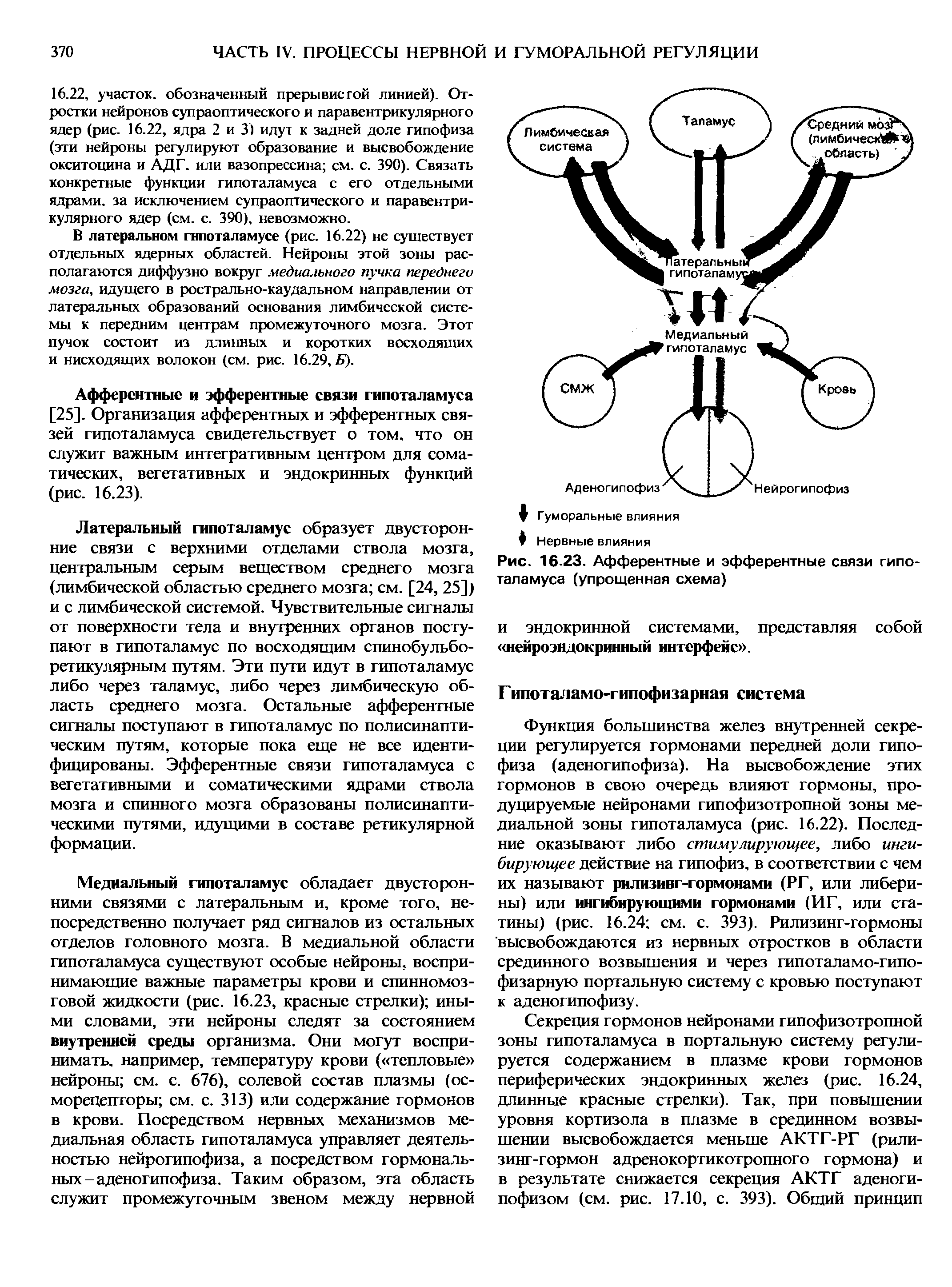 Рис. 16-23. Афферентные и эфферентные связи гипоталамуса (упрощенная схема)...