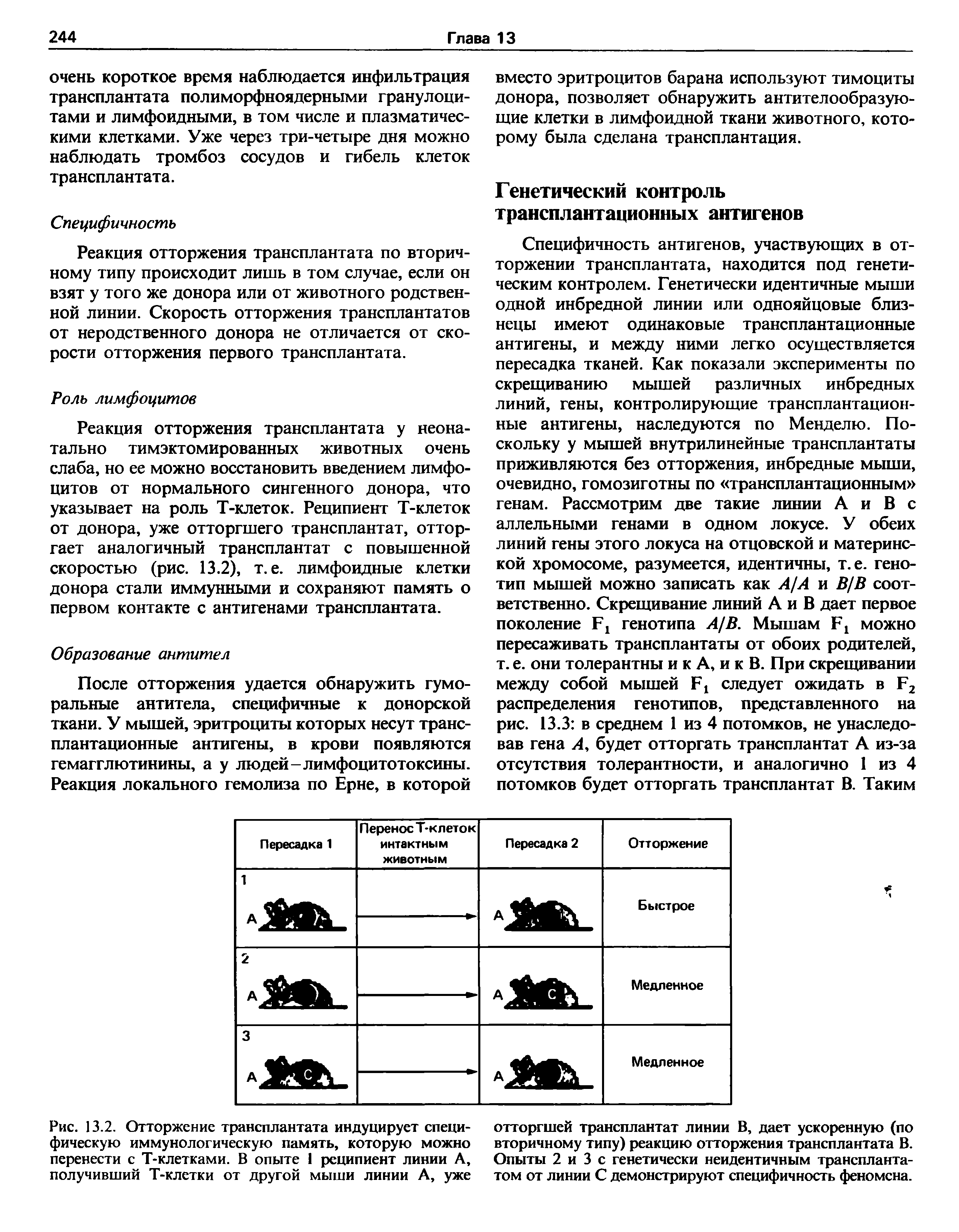 Рис. 13.2. Отторжение трансплантата индуцирует специфическую иммунологическую память, которую можно перенести с Т-клетками. В опыте 1 реципиент линии А, получивший Т-клетки от другой мыши линии А, уже...