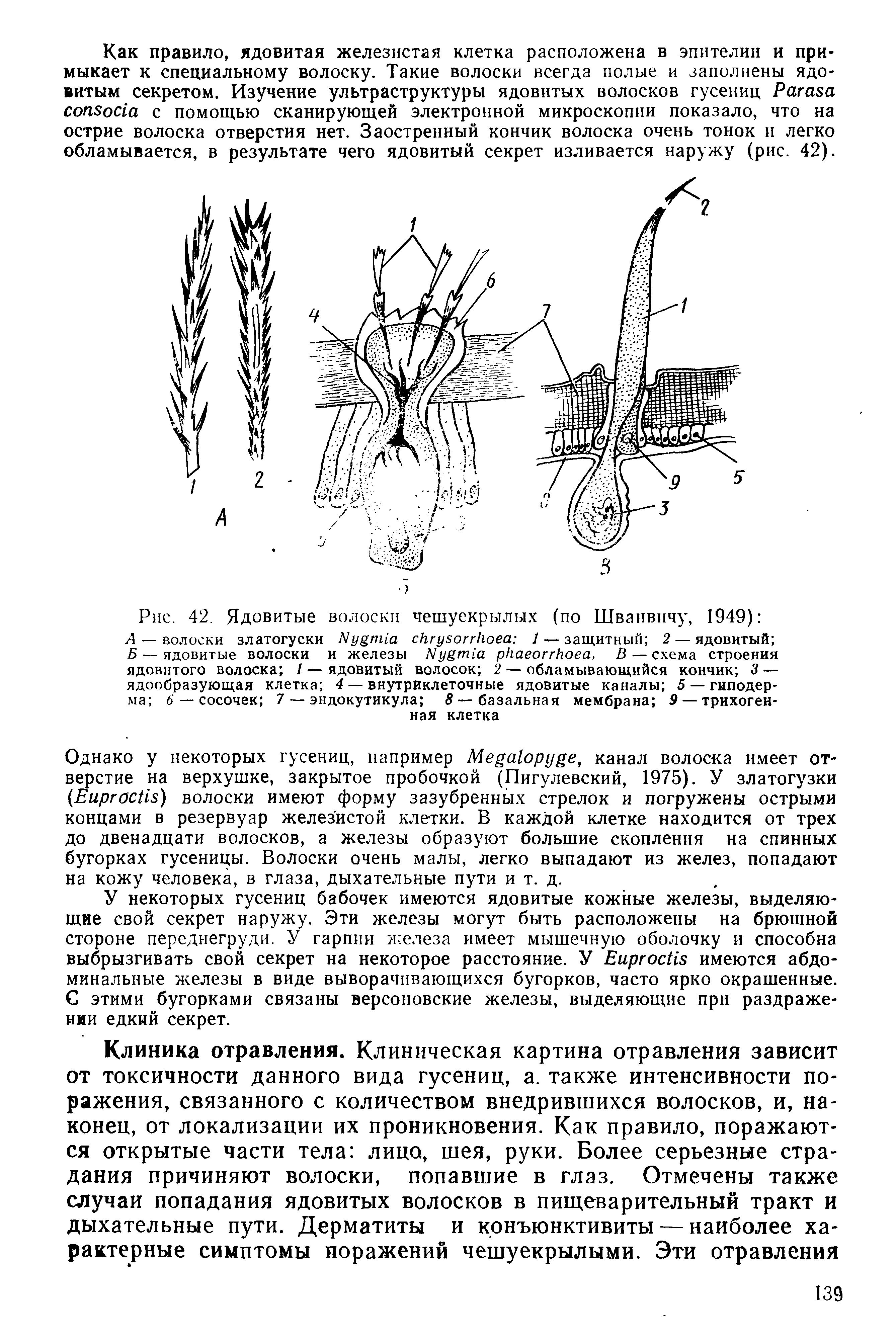 Рис. 42. Ядовитые волоски чешуекрылых (по Швапвичу, 1949) А — волоски златогуски сНгузоггИоеа / — защитный 2 — ядовитый ...