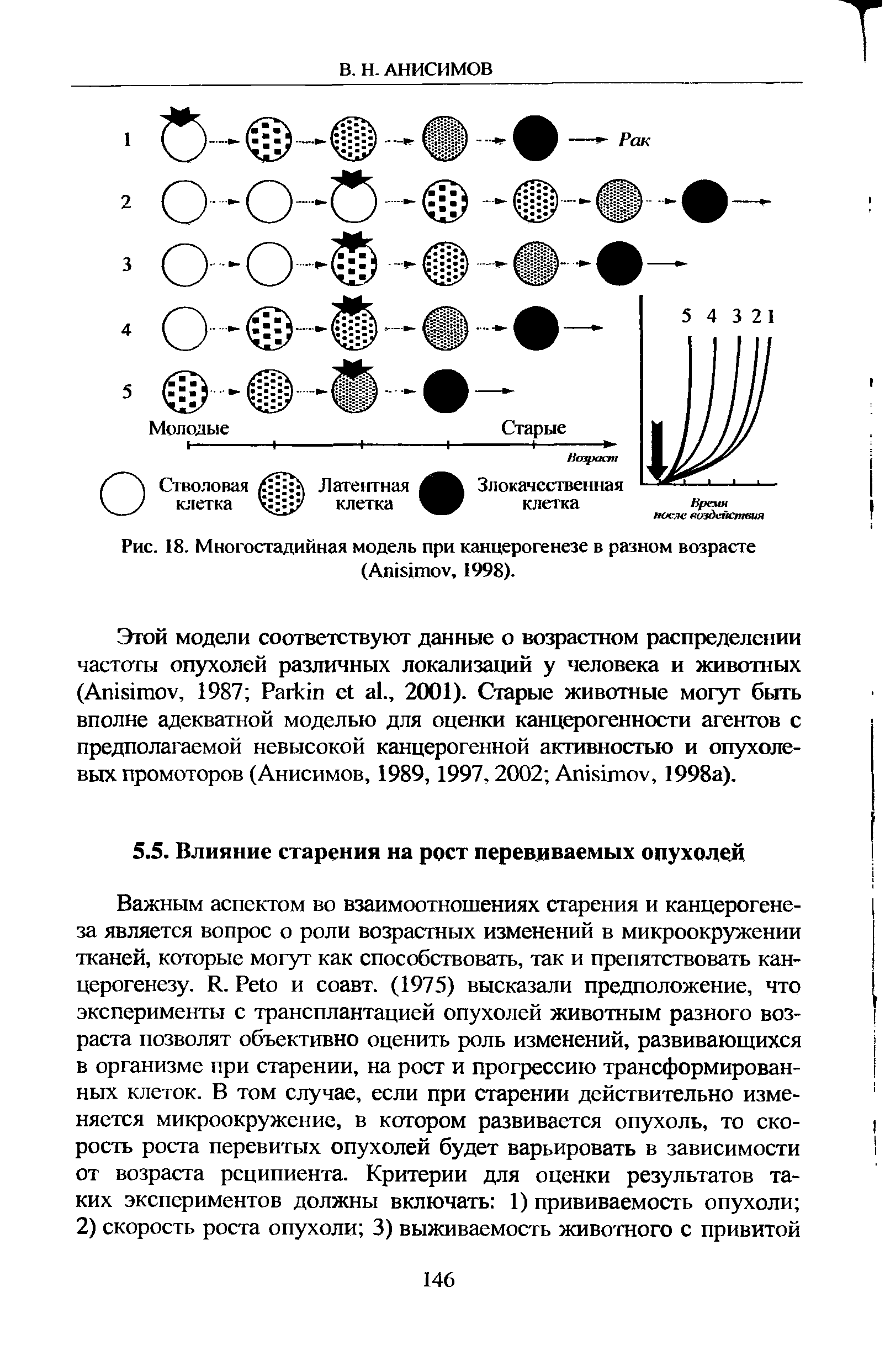 Рис. 18. Многостадийная модель при канцерогенезе в разном возрасте (A , 1998).